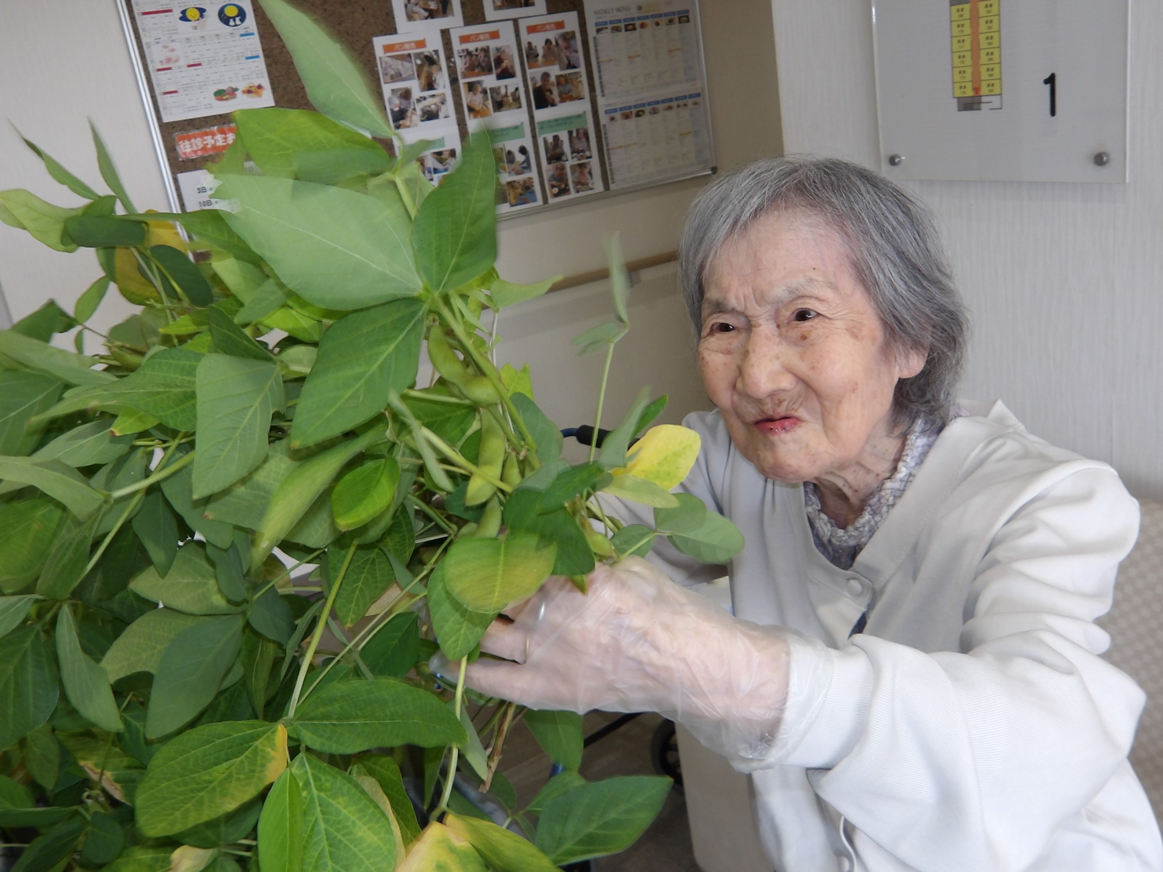 枝豆収穫-1　ニチイホーム東府中