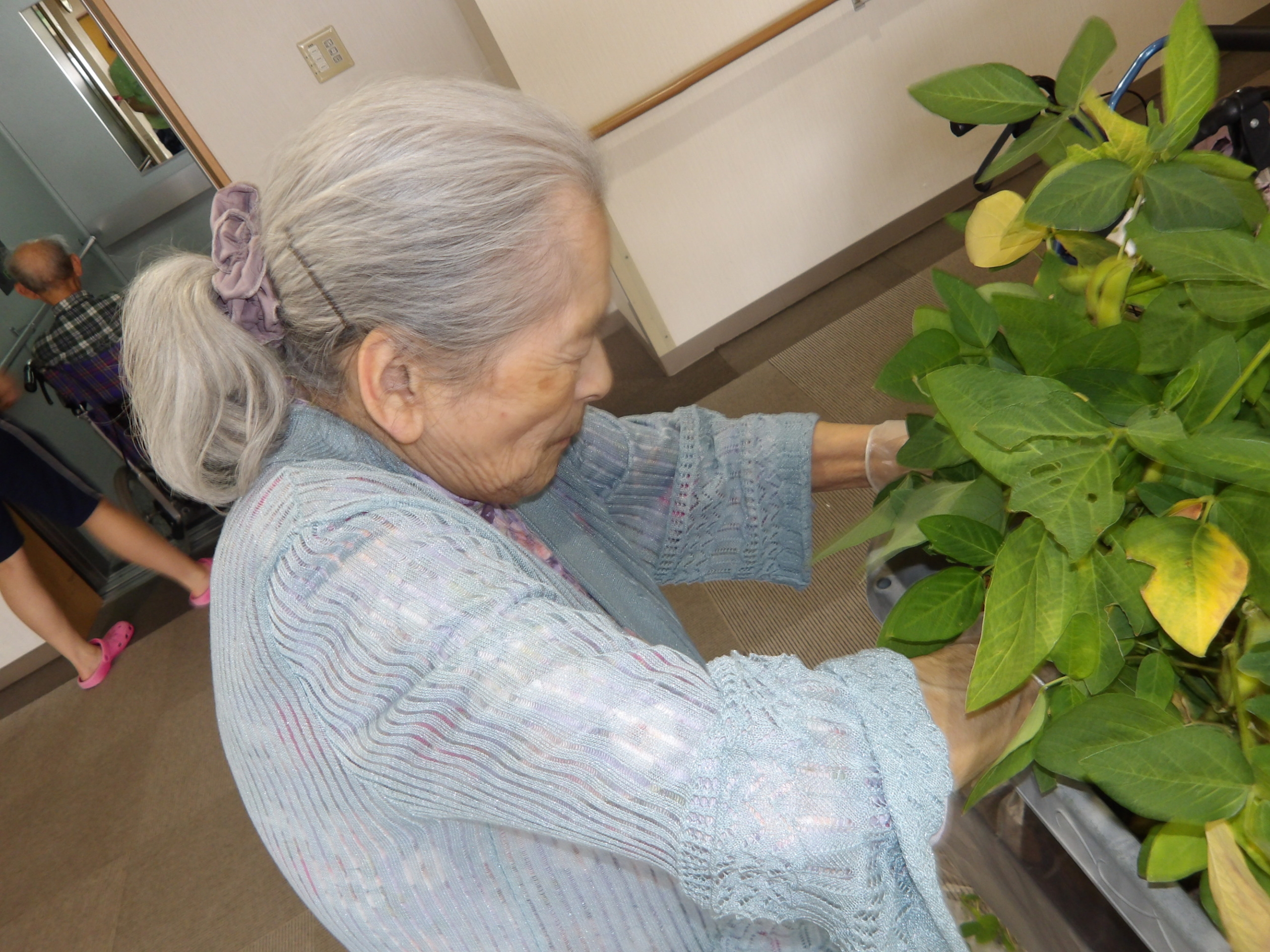 枝豆収穫-2　ニチイホーム東府中