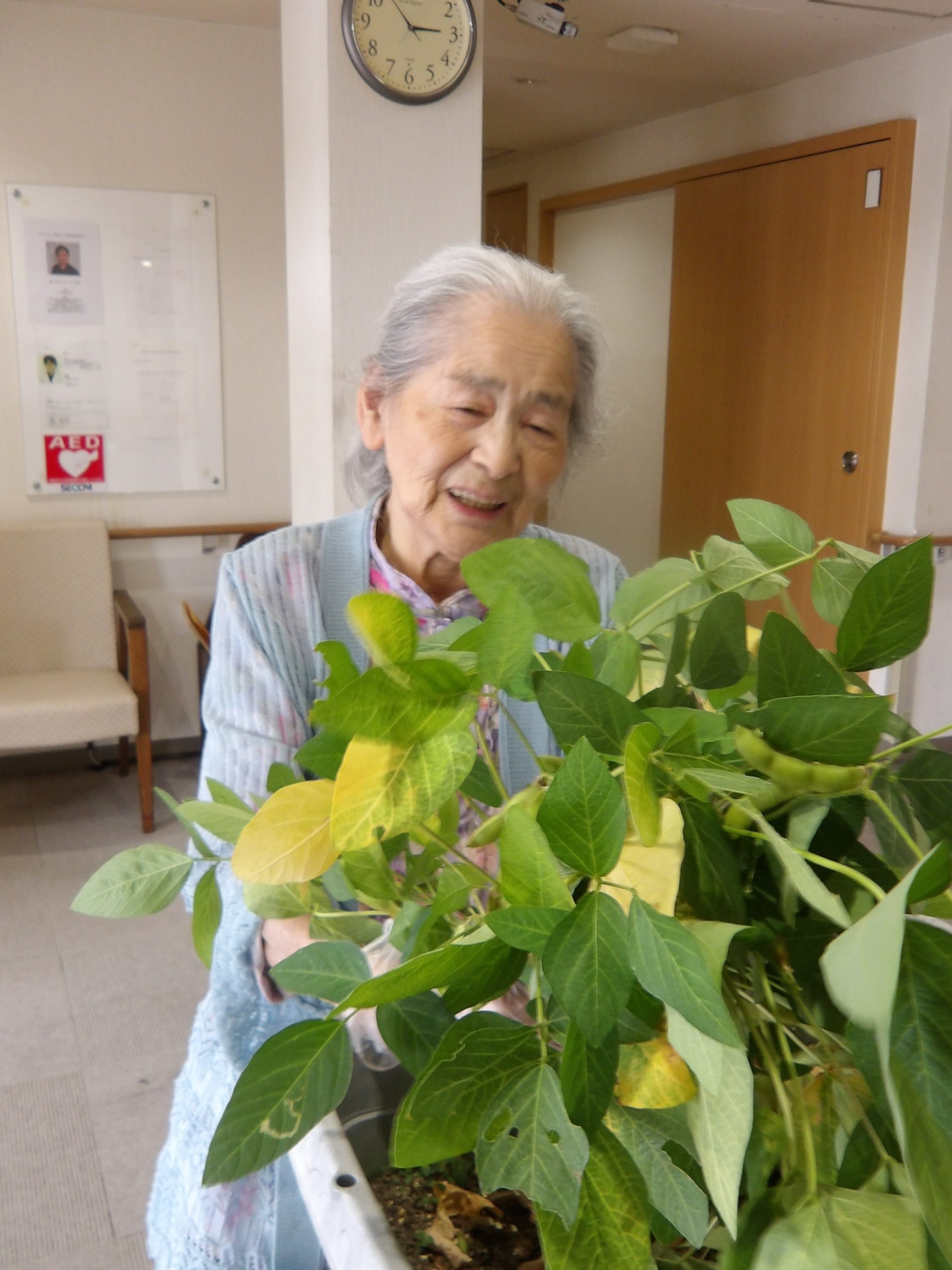 枝豆収穫-5　ニチイホーム東府中