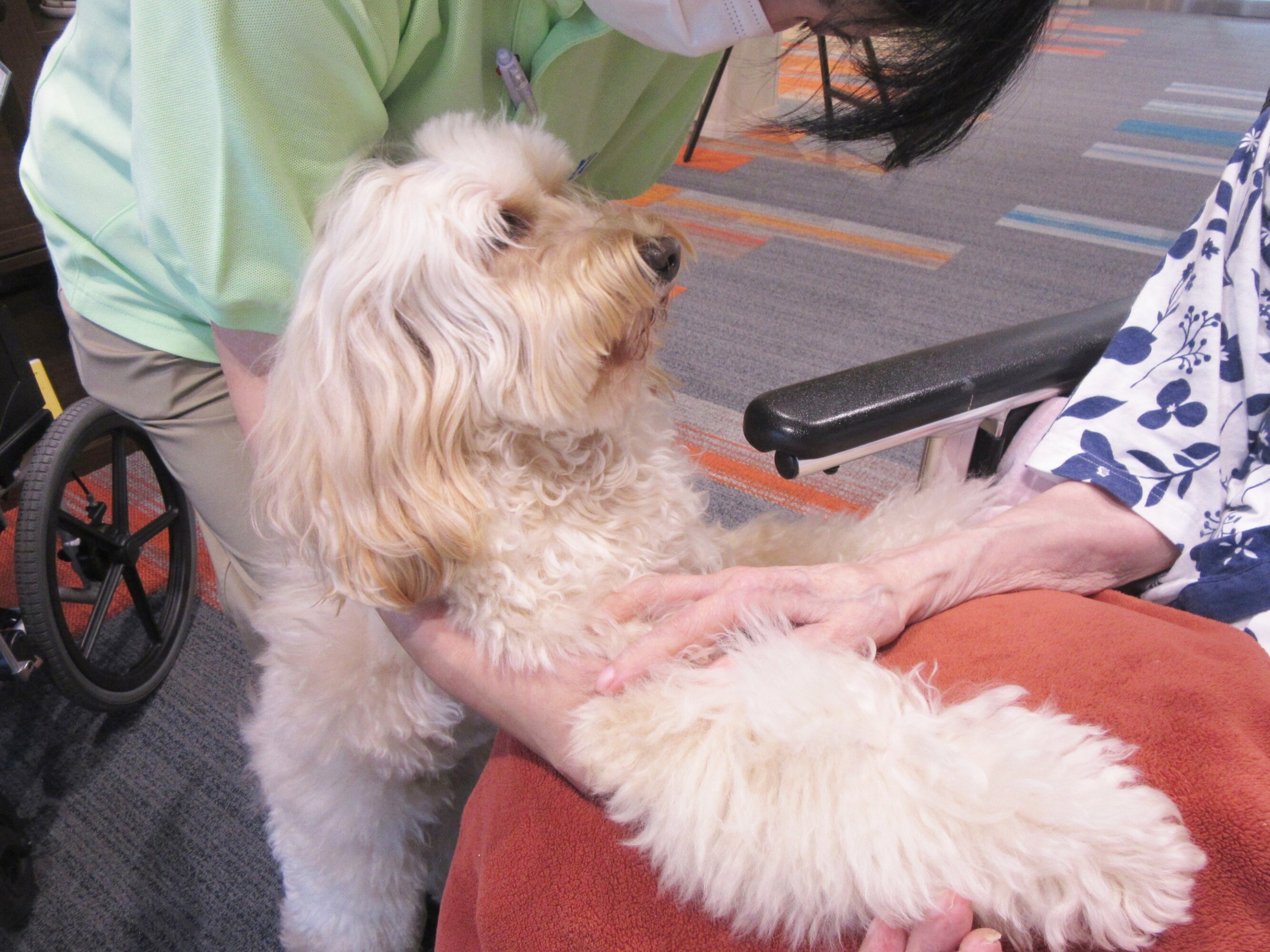 セラピー犬とのふれあい-2　ニチイホーム杉並堀ノ内