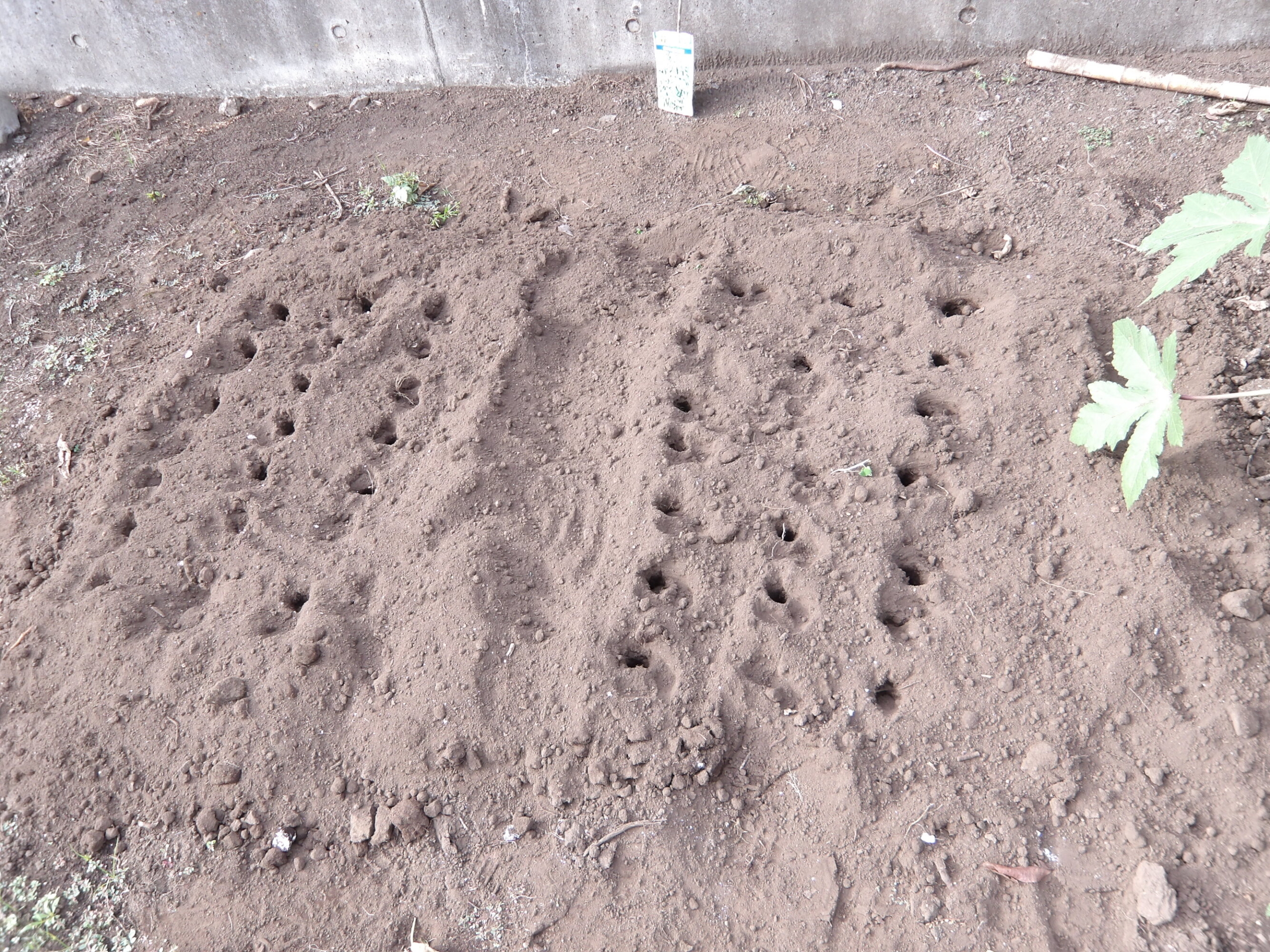 冬野菜の種まき-4　ニチイホーム東府中