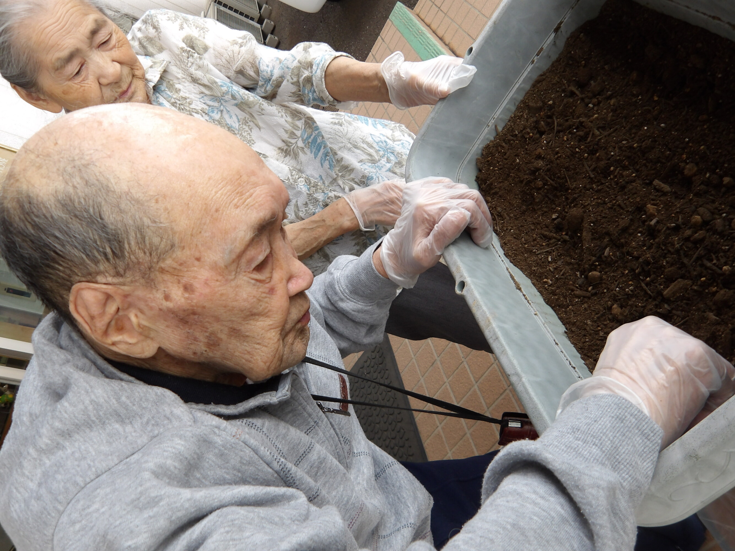 玉ネギの植え付け-4 ニチイホーム東府中