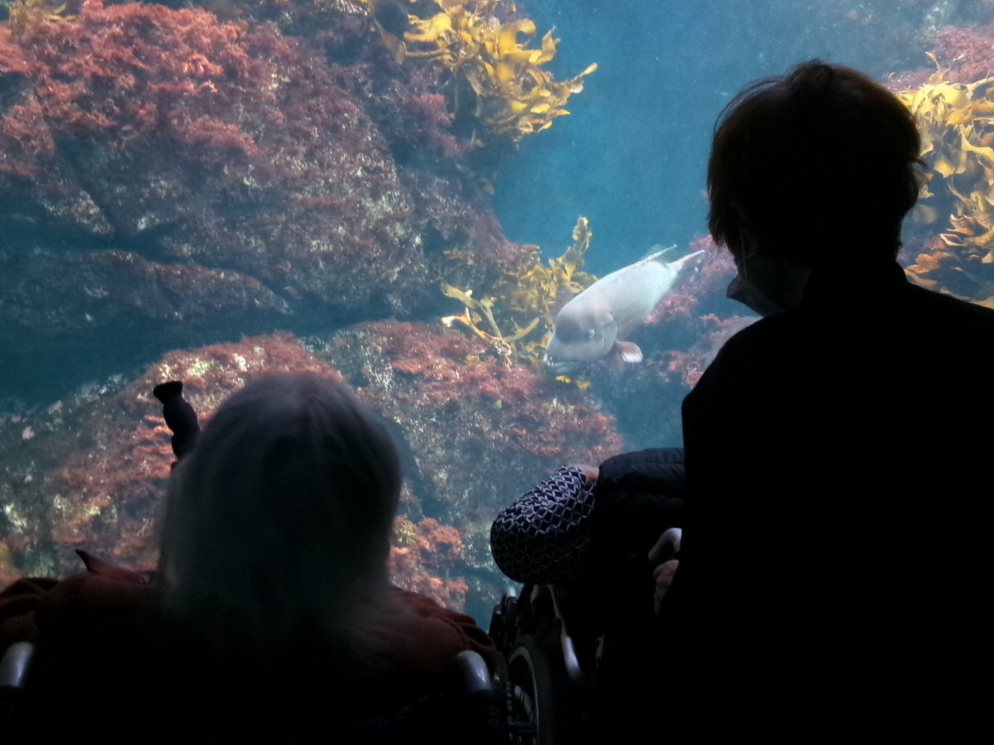 江ノ島の水族館に行ってきました-2　ニチイホーム上星川