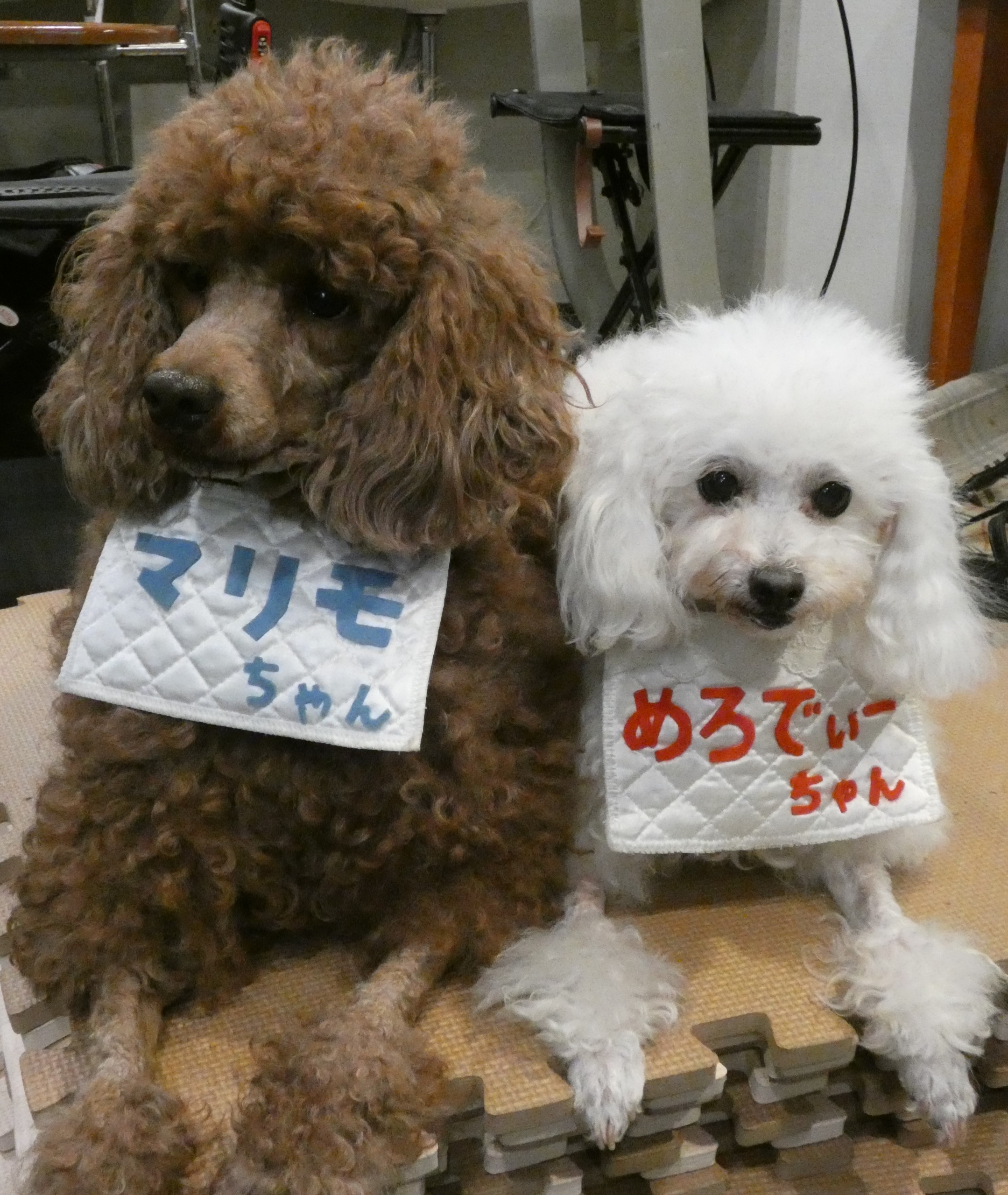 ニチイメゾン北豊島20251112ドッグセラピー1