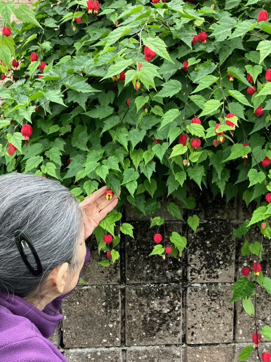 ニチイメゾン栗東20251113お散歩５