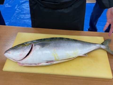 鰤の解体ショー-5 ニチイホームはるひ野Ⅱ番館