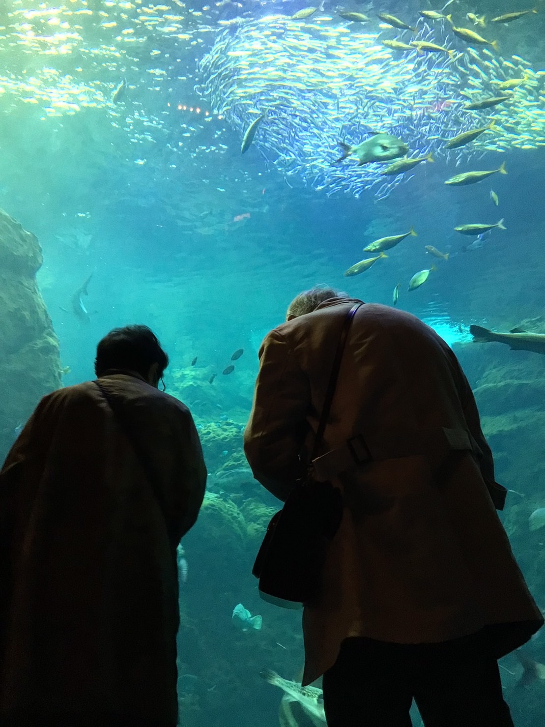 江の島へ-5　ニチイホーム板橋徳丸