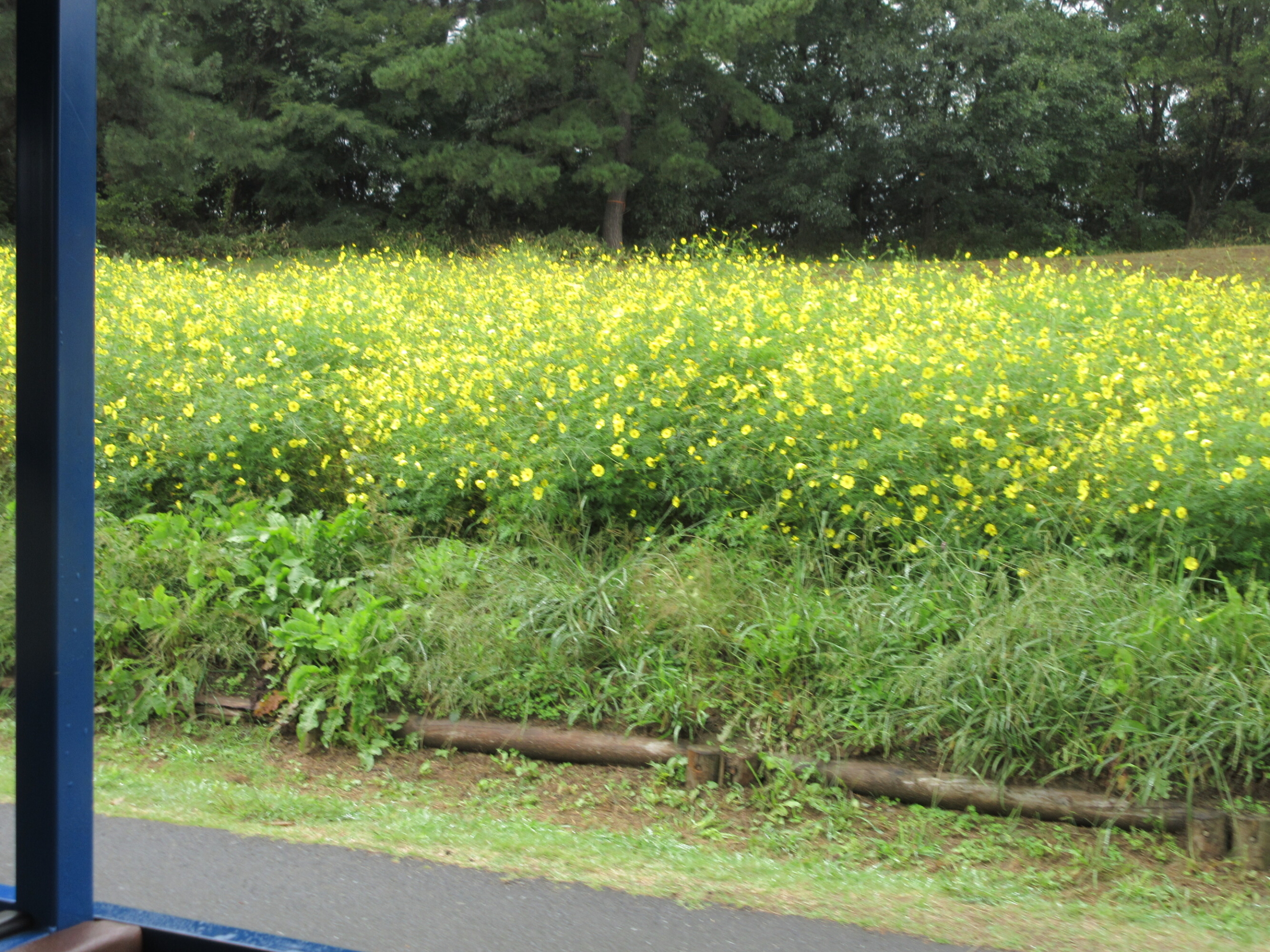 昭和記念公園に行ってきました♪-3 ニチイホーム国立