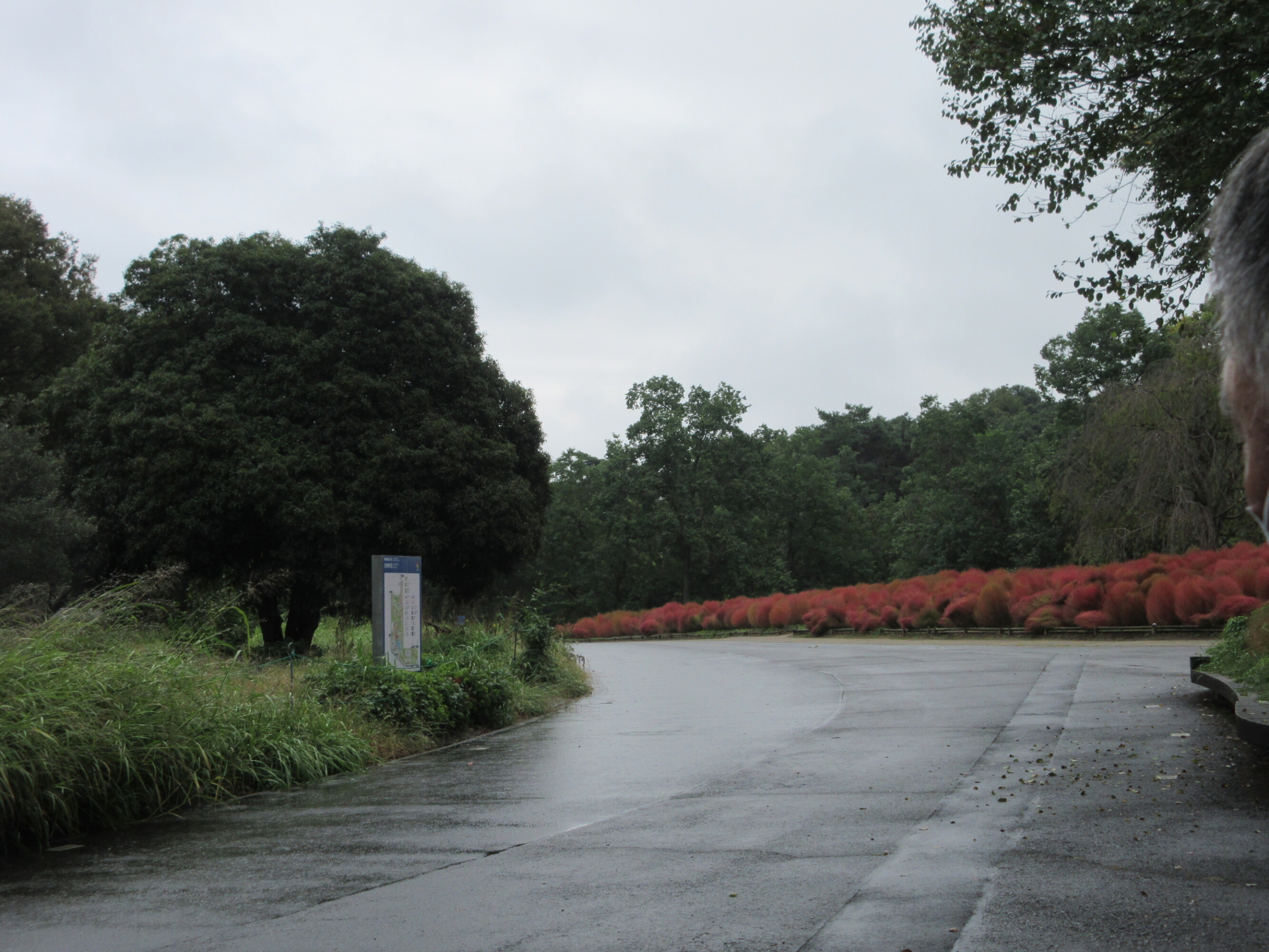 昭和記念公園に行ってきました♪-4 ニチイホーム国立