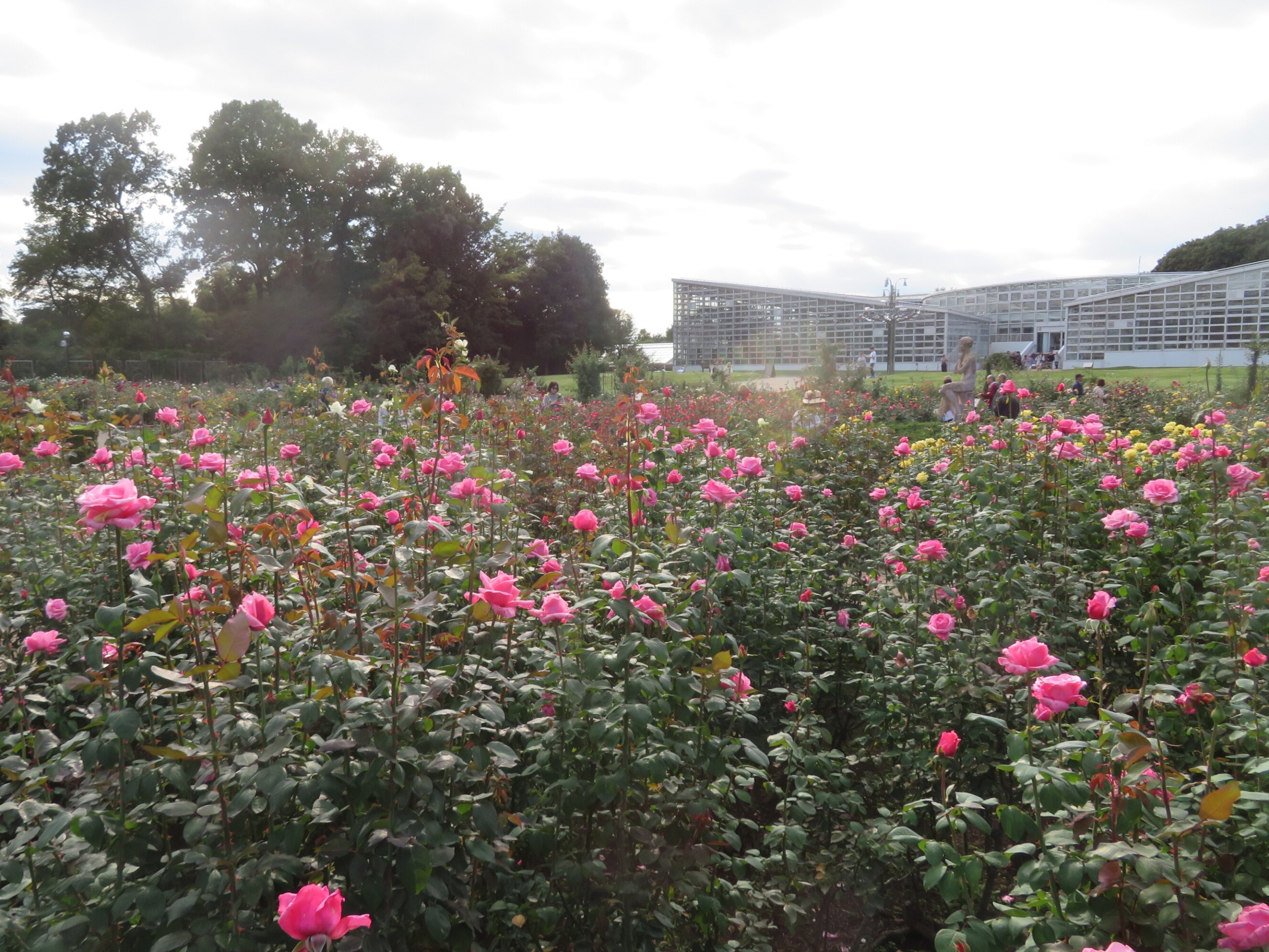 神代植物公園バラフェスタ-2 ニチイホーム三鷹Ⅱ番館