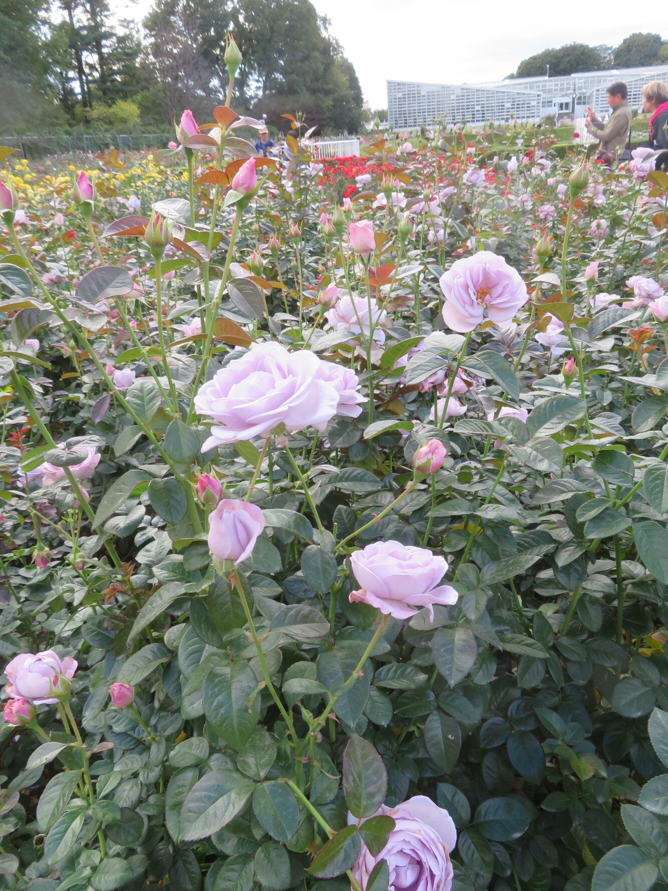 神代植物公園バラフェスタ-4 ニチイホーム三鷹Ⅱ番館
