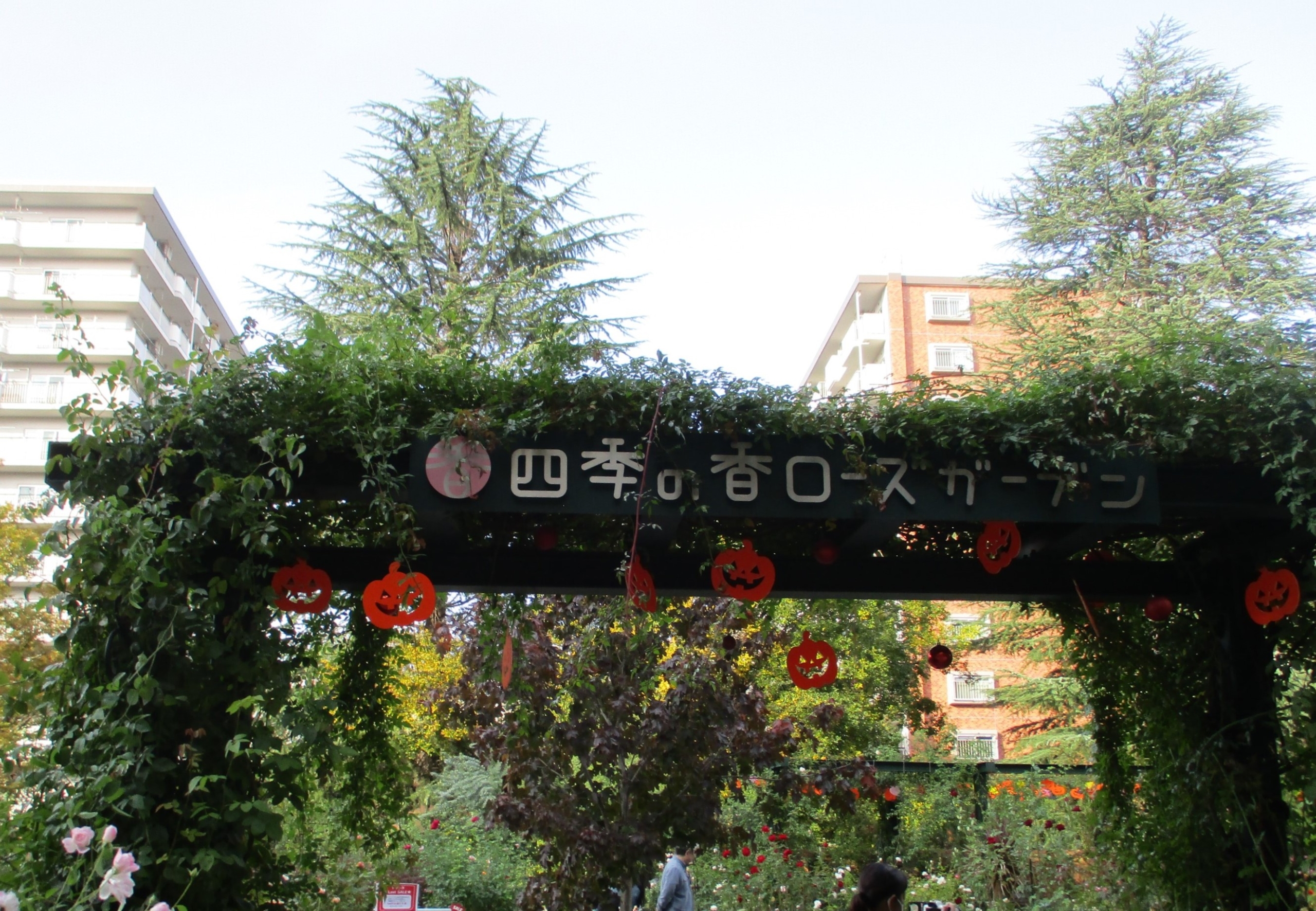 ローズガーデンに行きました-1 ニチイホーム杉並堀ノ内