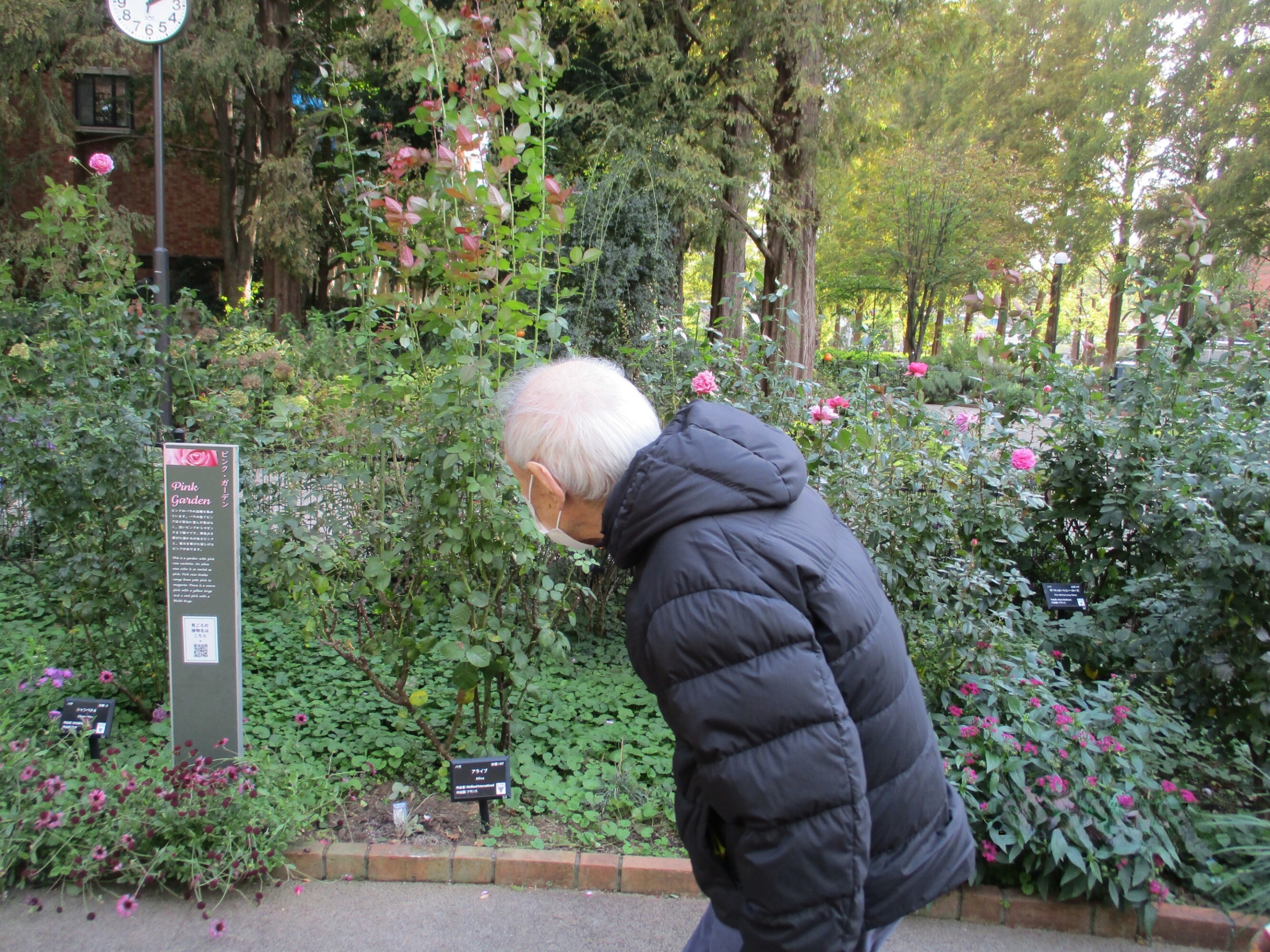 ローズガーデンに行きました-4 ニチイホーム杉並堀ノ内