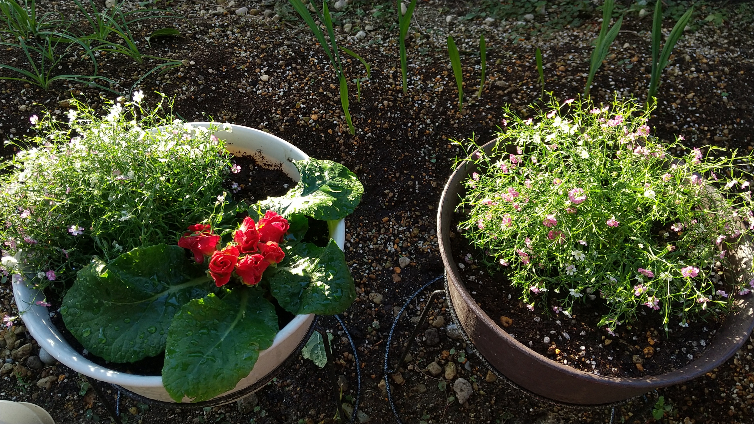 お花ちゃんクラブ ～冬～ | ニチイメゾン 鉢塚 | 写真館株式会社
