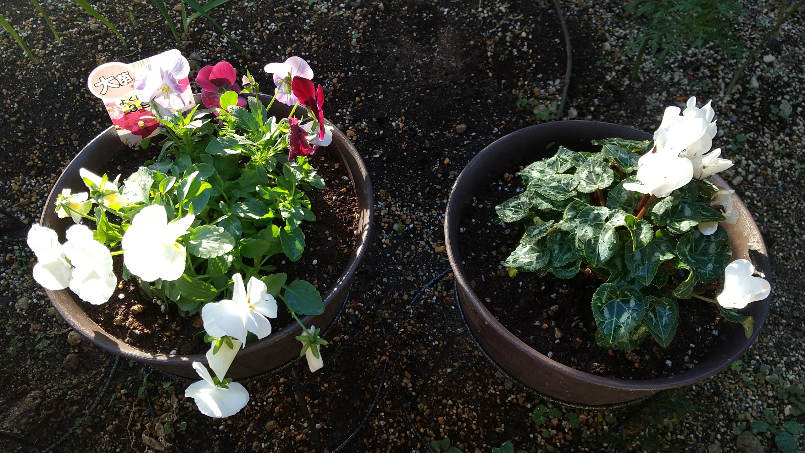 お花ちゃんクラブ ～冬～ | ニチイメゾン 鉢塚 | 写真館株式会社