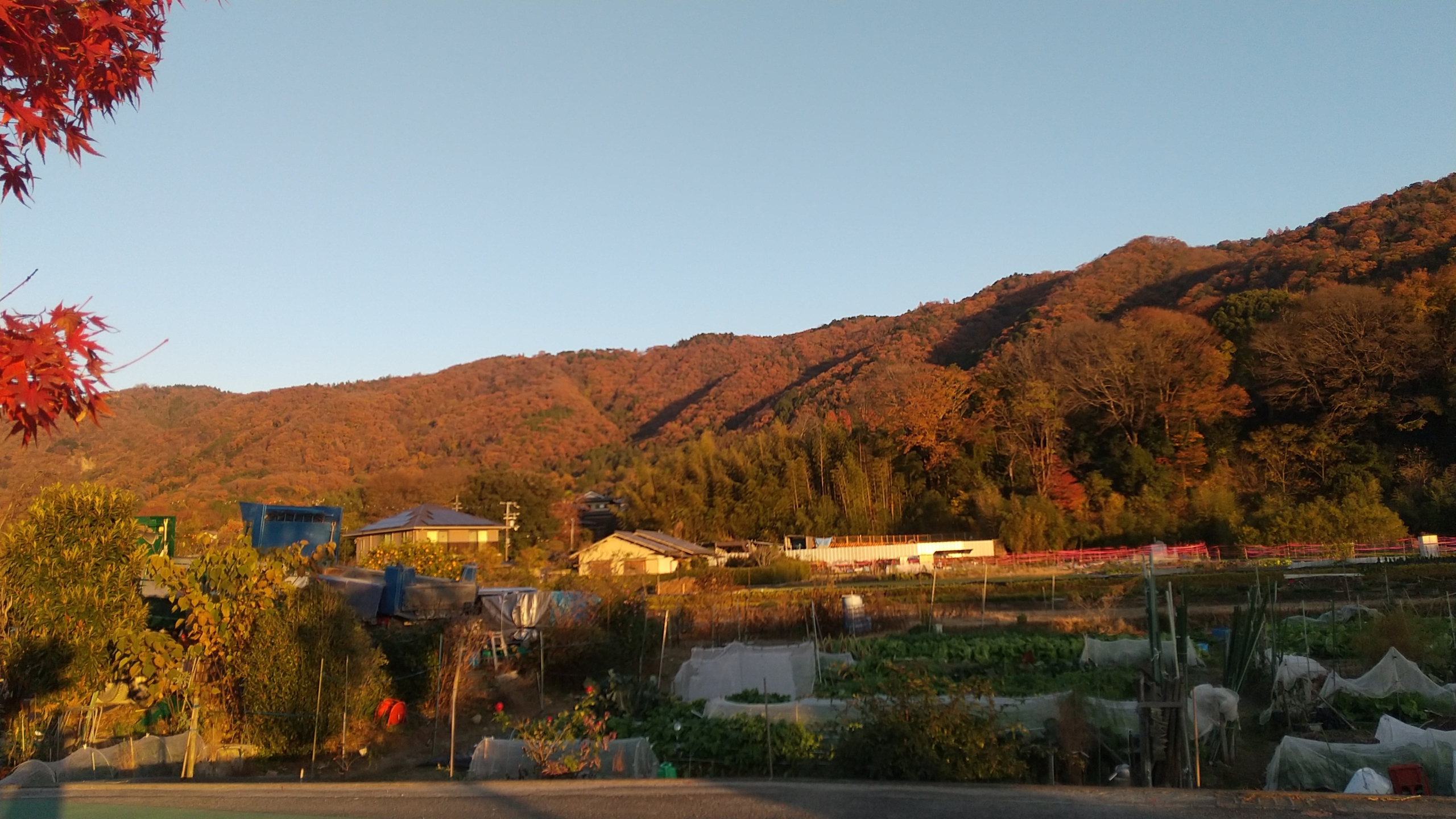 ニチイメゾン東山2025101紅葉２