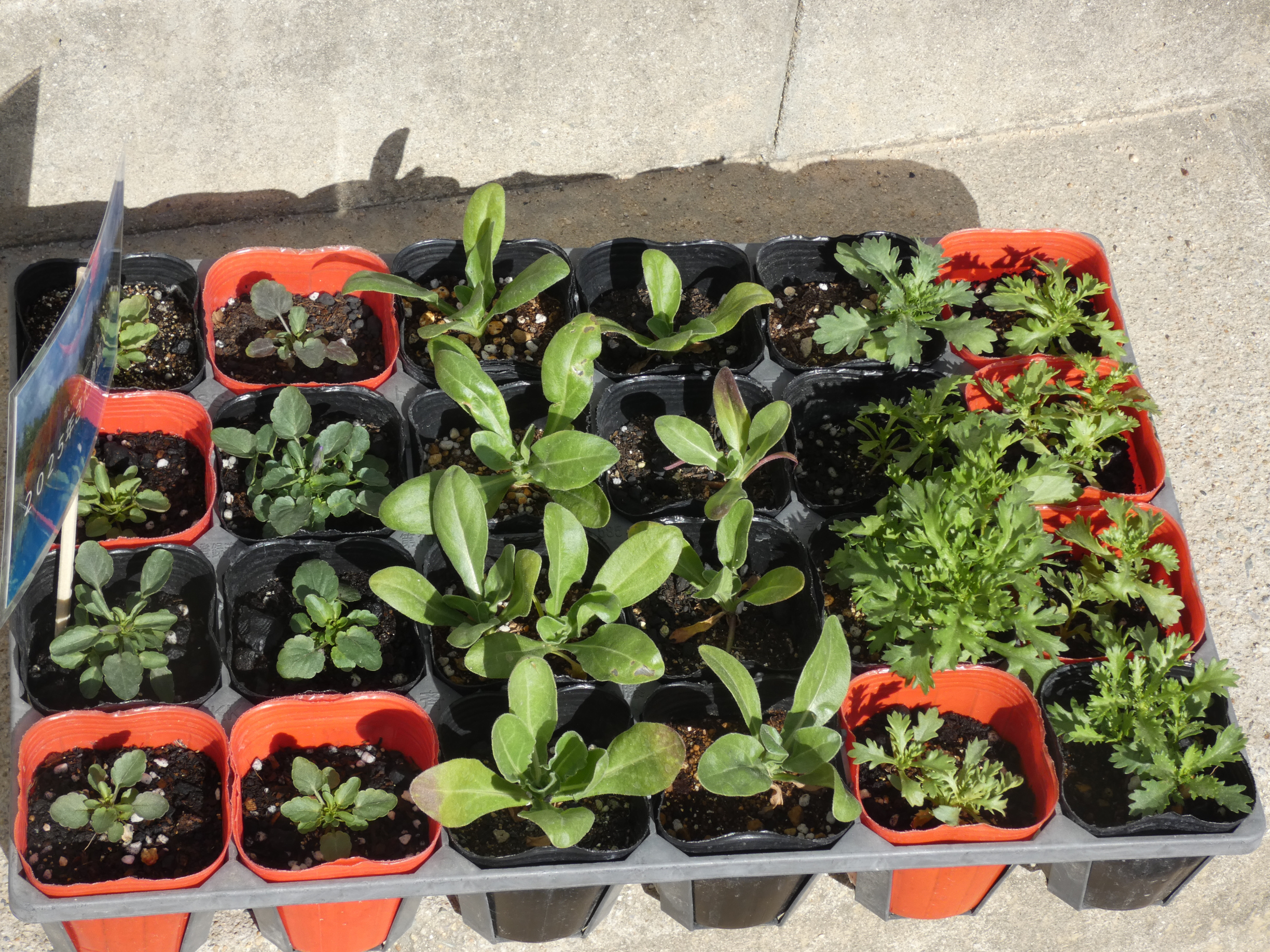 ニチイメゾン北豊島20251215花いっぱい５