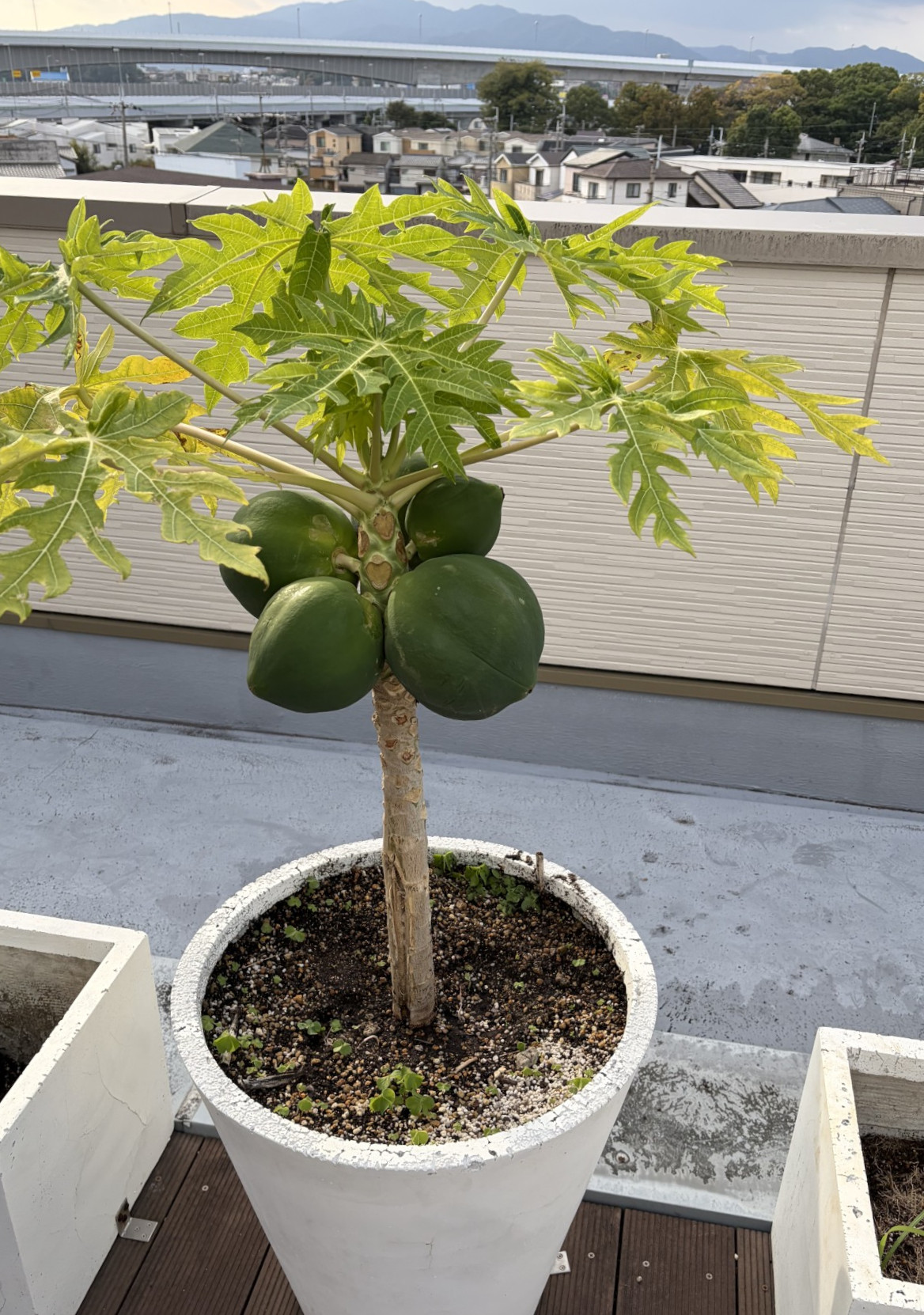 ニチイメゾン神田20251126アボカド1