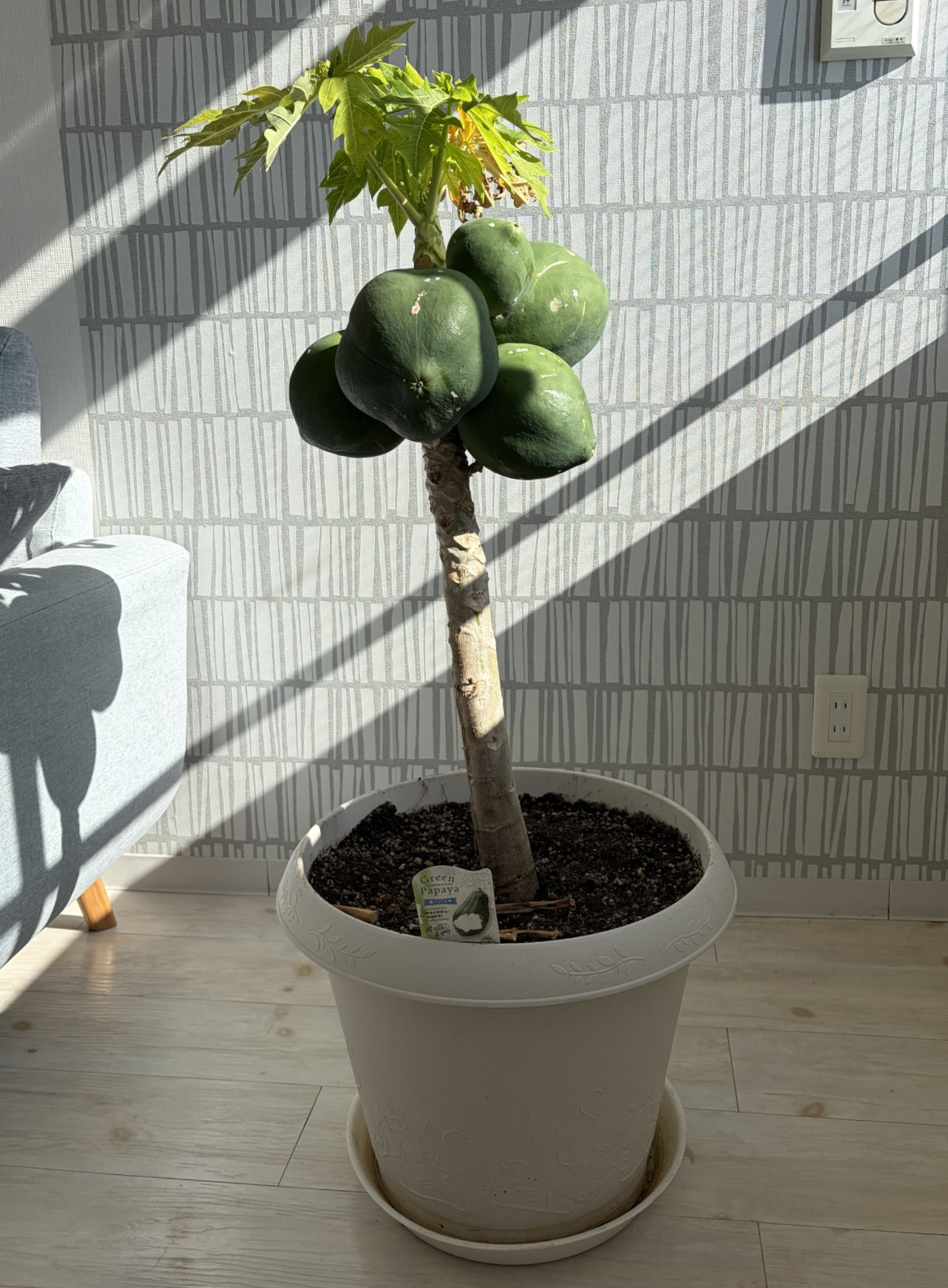 ニチイメゾン神田20251126アボカド２