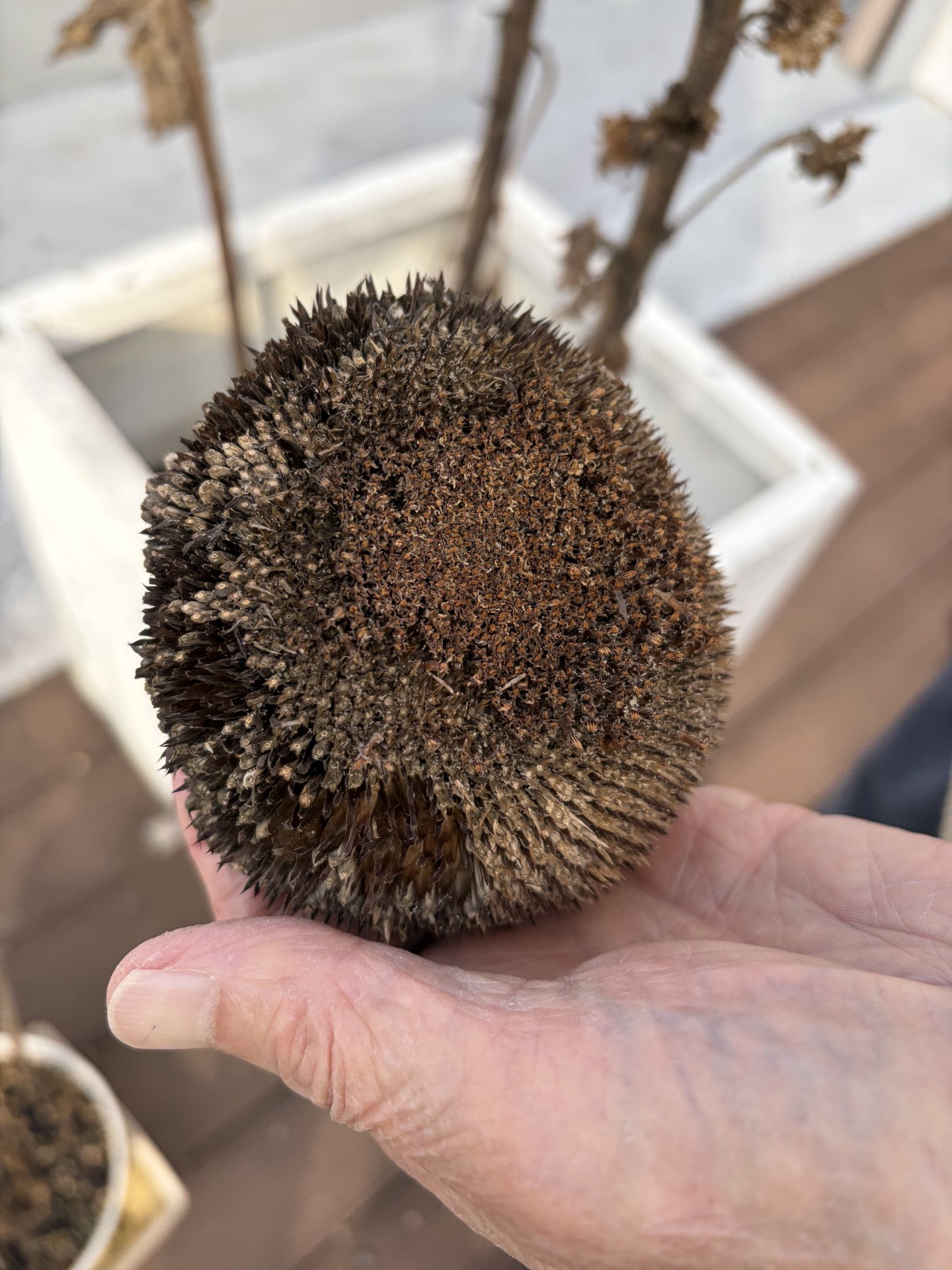 ニチイメゾン神田20251126アボカド４