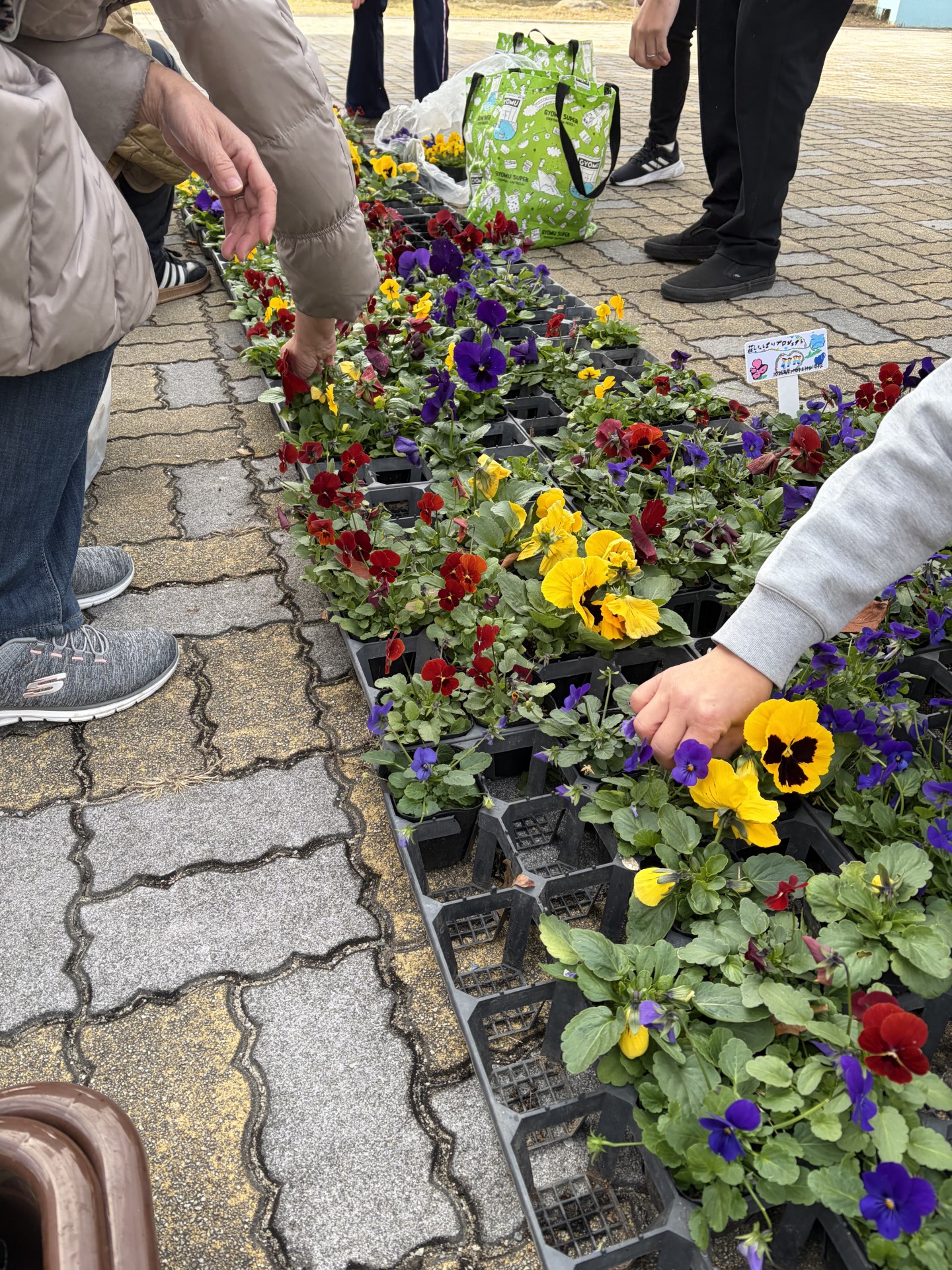 ニチイメゾン神田20251215パンジー２