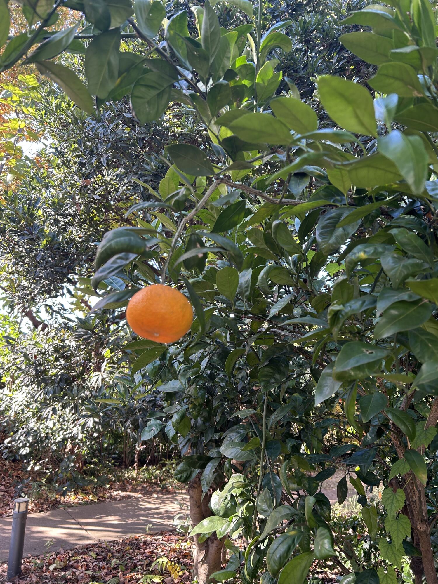 日々のご様子-1 ニチイホーム八幡山