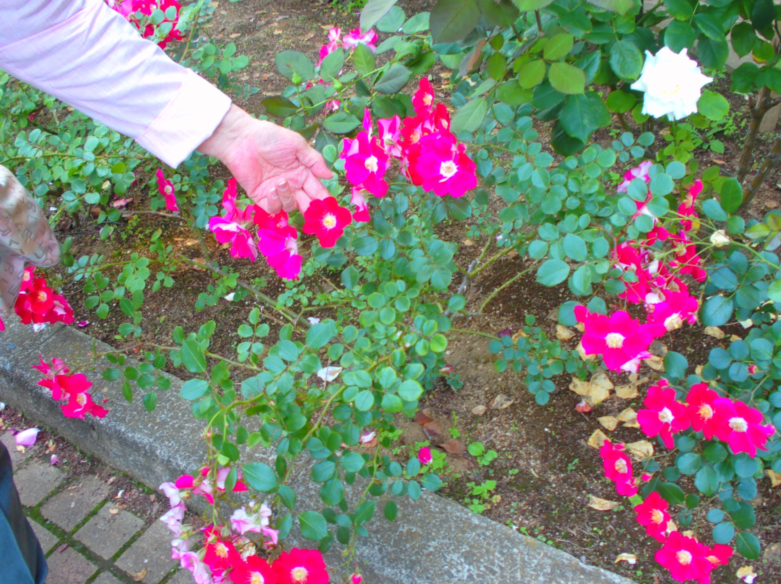 バラ園-2 ニチイホーム東浦和