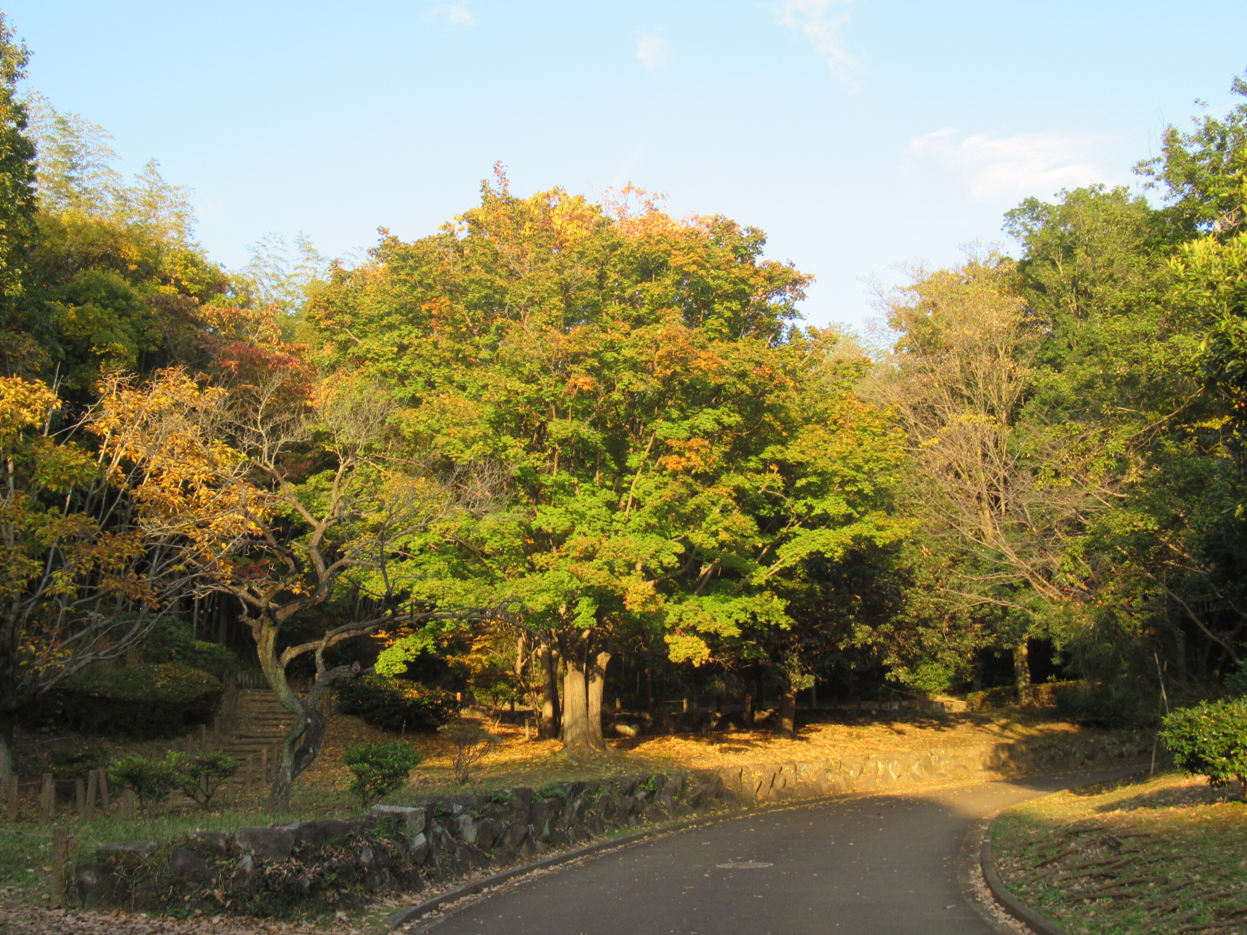 紅葉鑑賞-2　ニチイホーム柿生