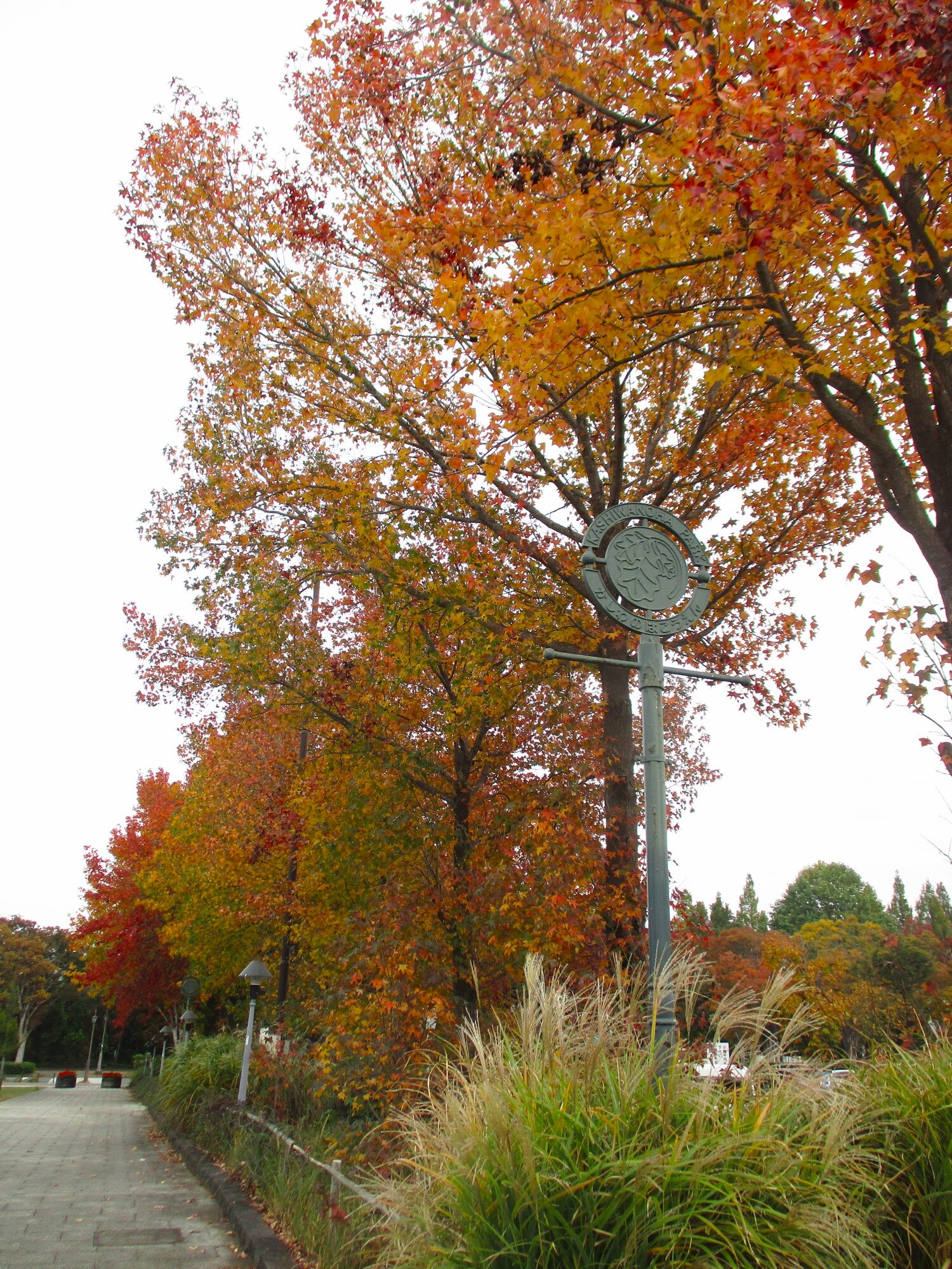 紅葉-1 ニチイホーム柏の葉