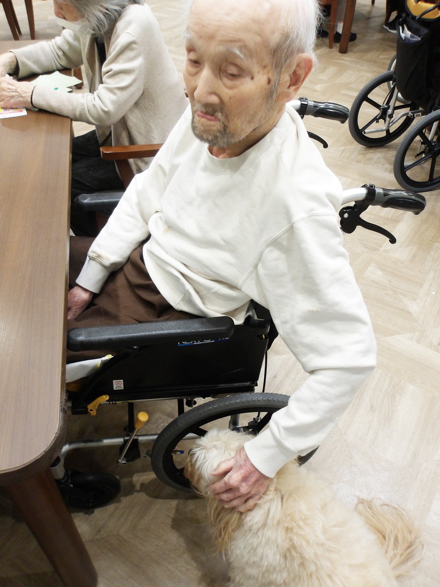 セラピー犬アミと-2　ニチイホーム野方