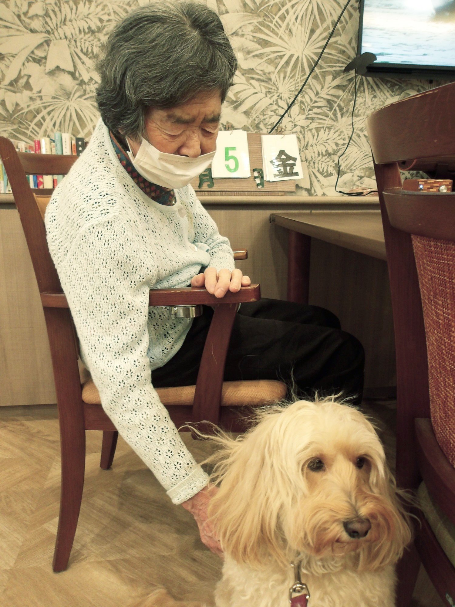 セラピー犬アミと-3　ニチイホーム野方