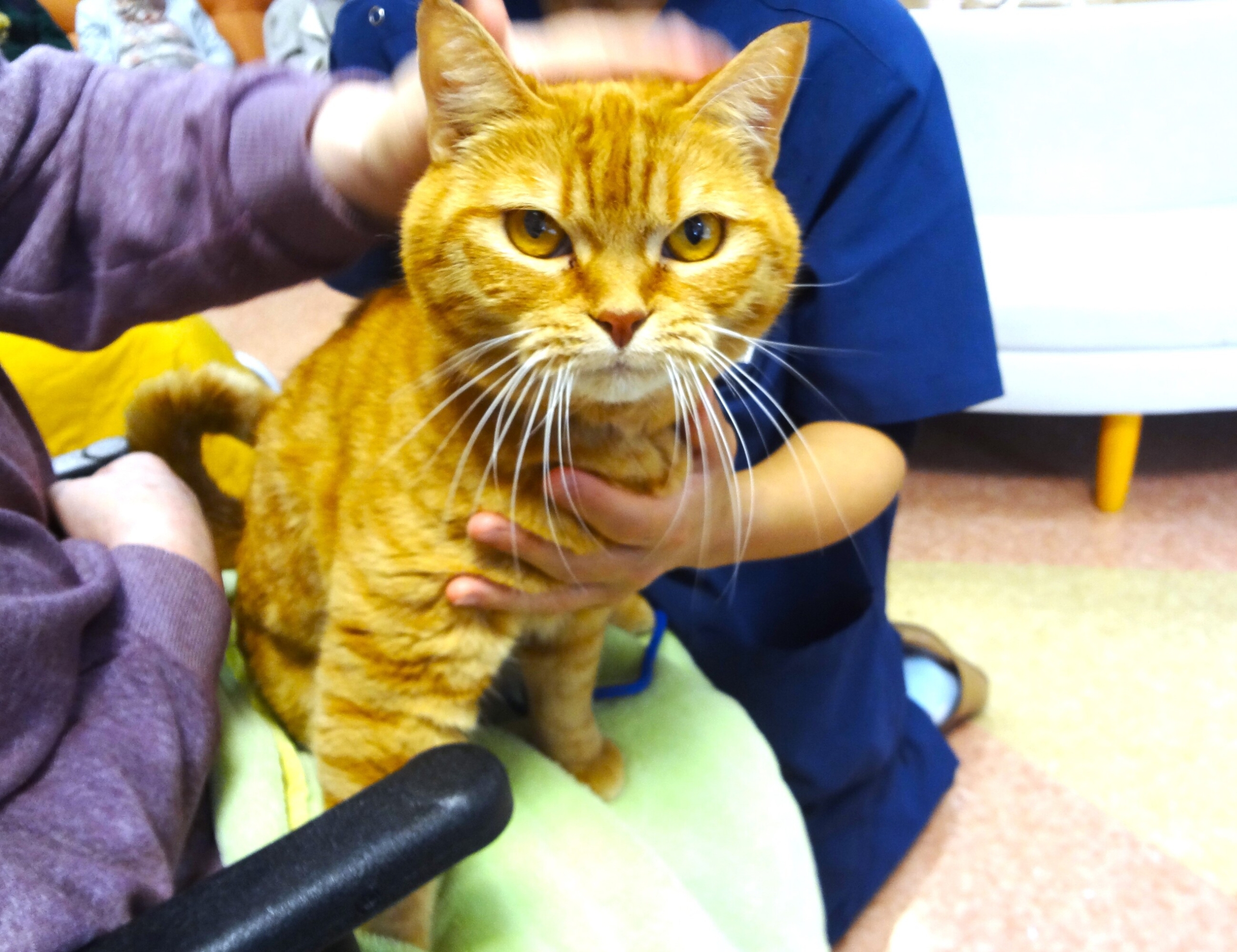 アニマルセラピー-2　ニチイホーム鷺沼南