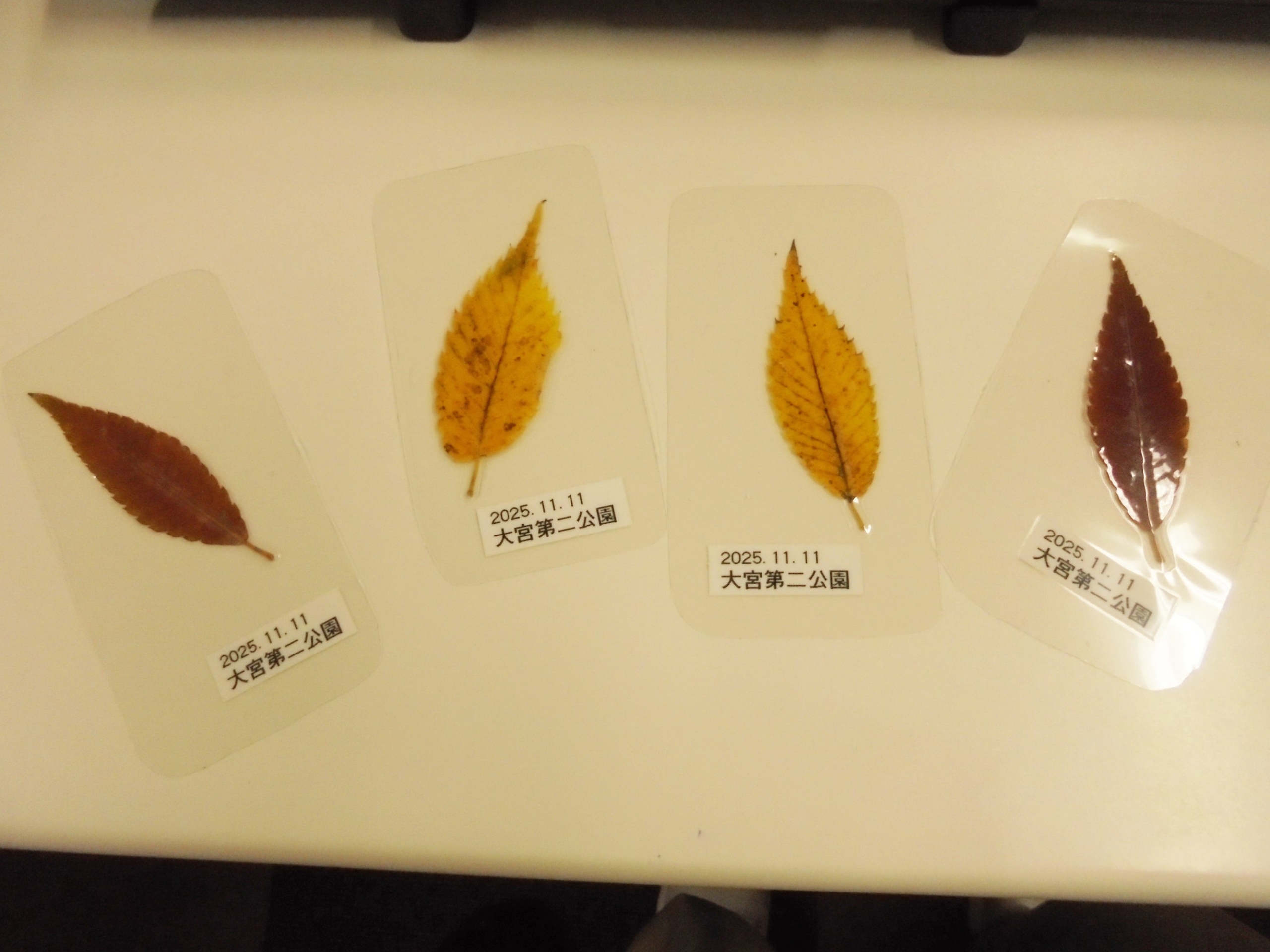 秋の外出-2 ニチイホームさいたま新都心