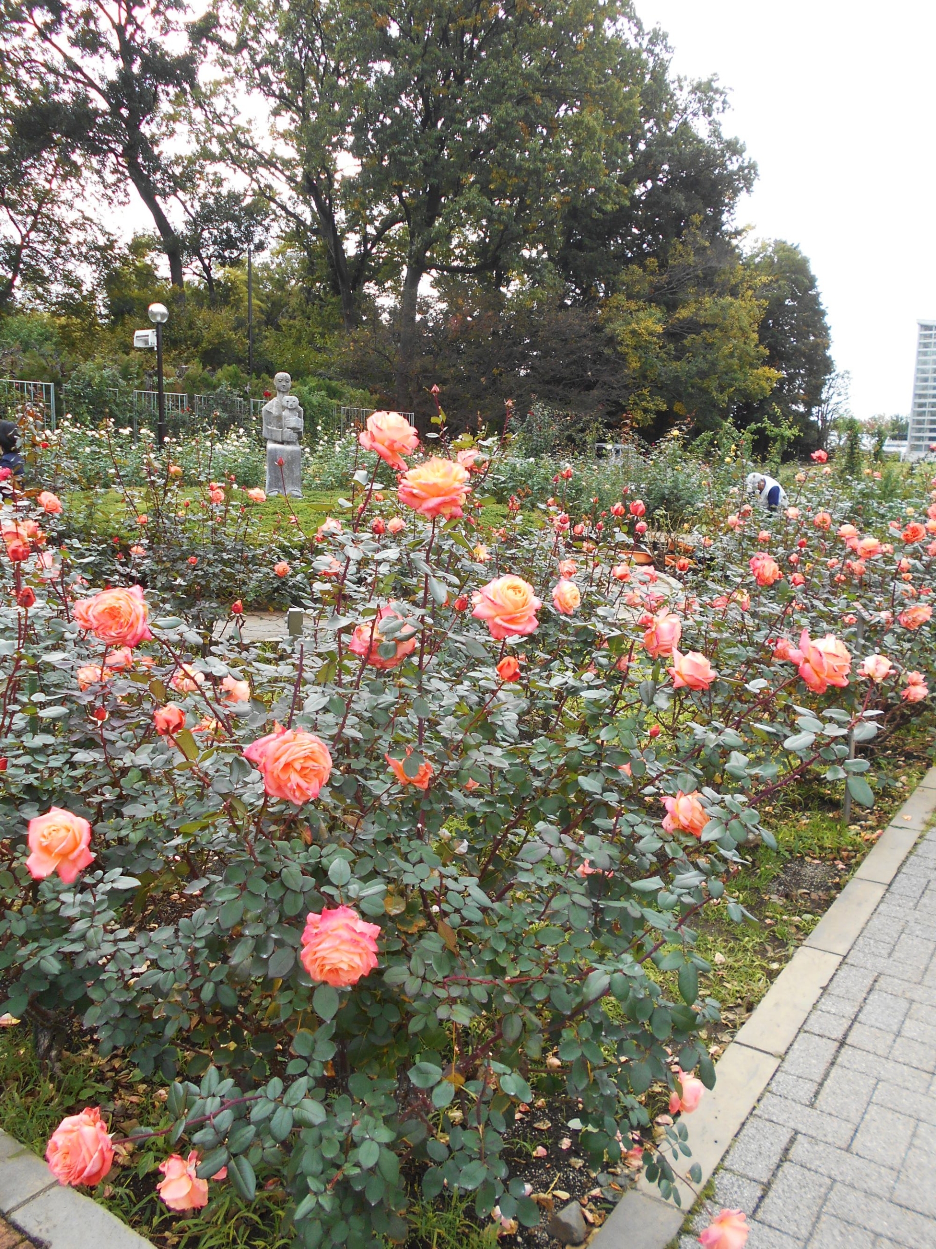 深大寺への外出-3 ニチイホーム西武柳沢