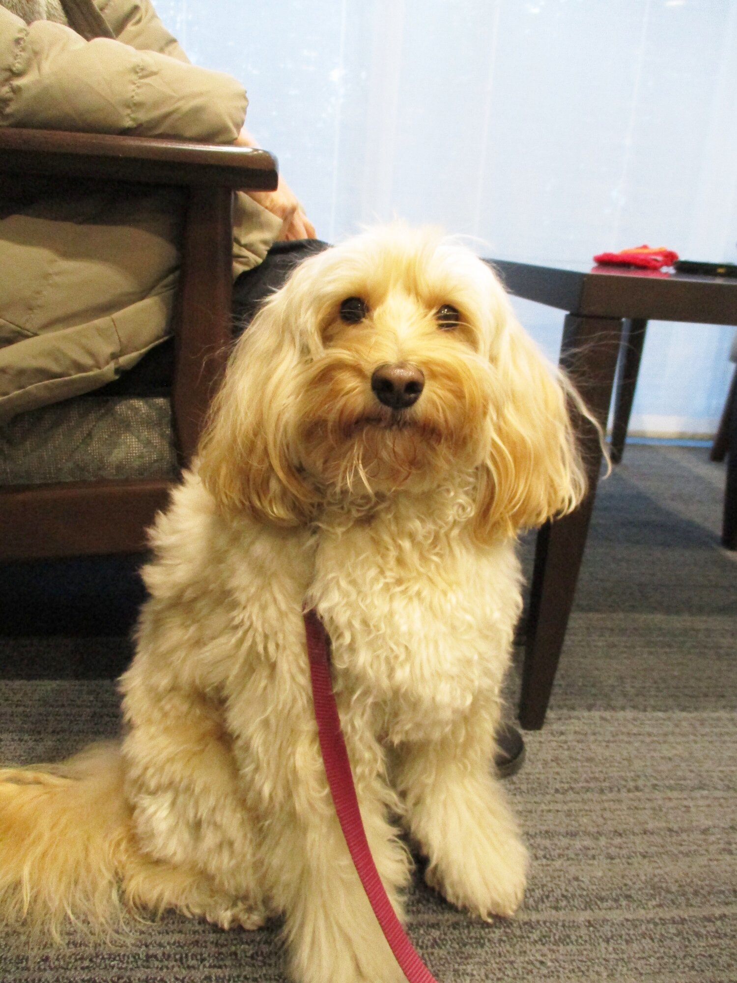 セラピー犬アミちゃん-1　ニチイホーム杉並堀ノ内