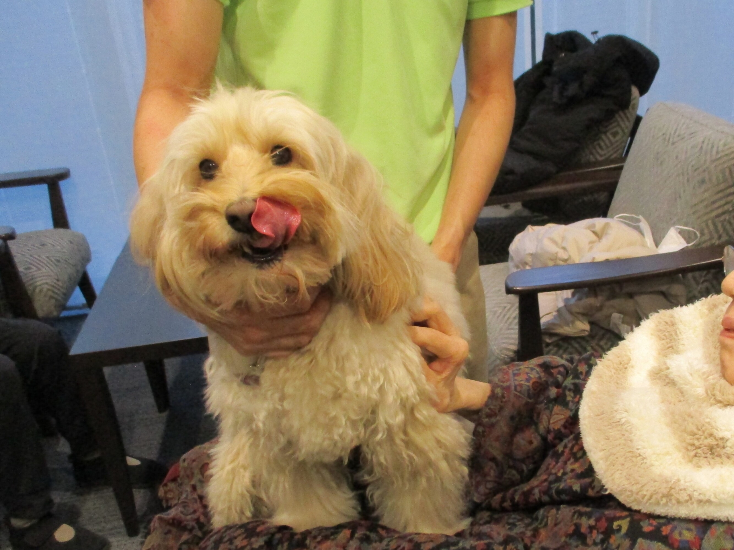 セラピー犬アミちゃん-2　ニチイホーム杉並堀ノ内