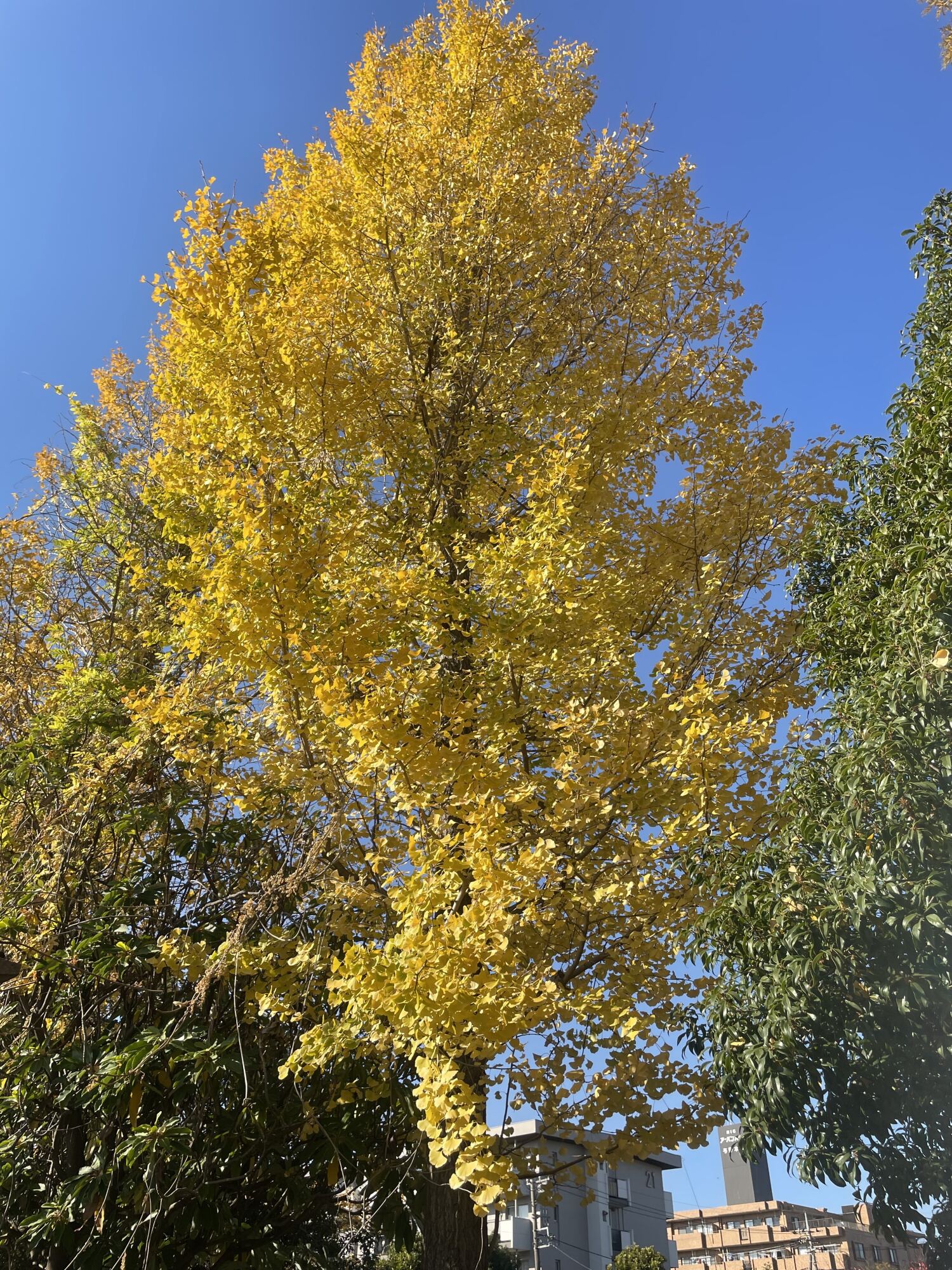 紅葉-2　ニチイホーム与野本町