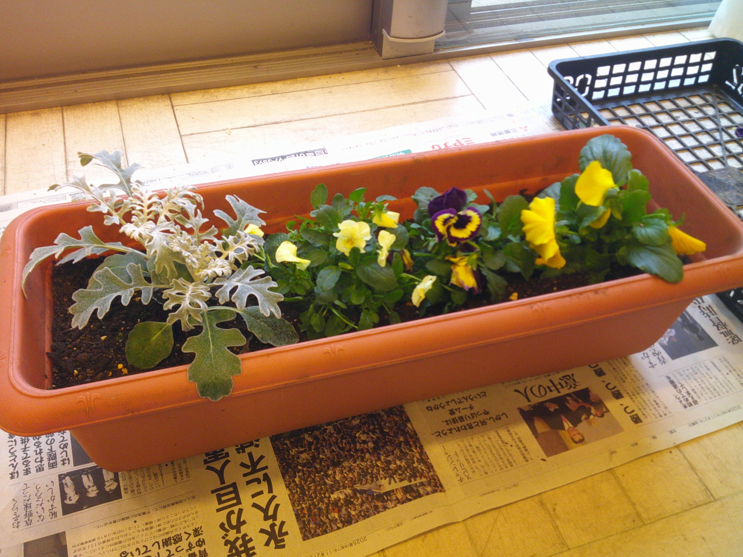 ニチイメゾンプランター植え替え４