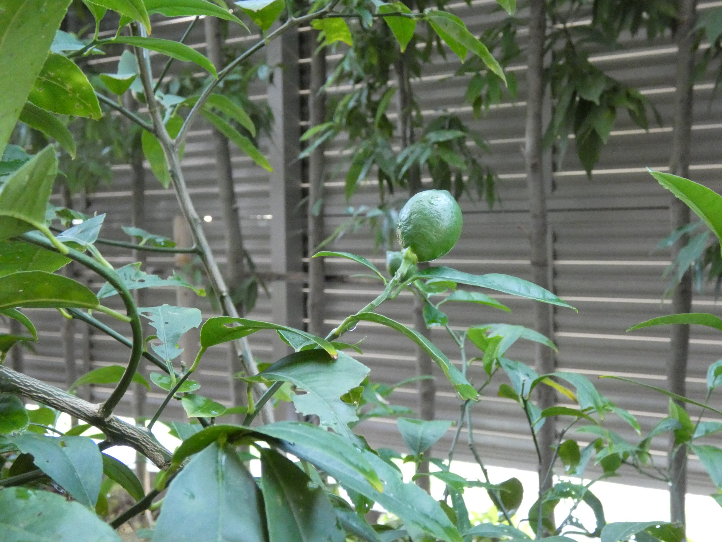 ニチイメゾン北豊島レモン1