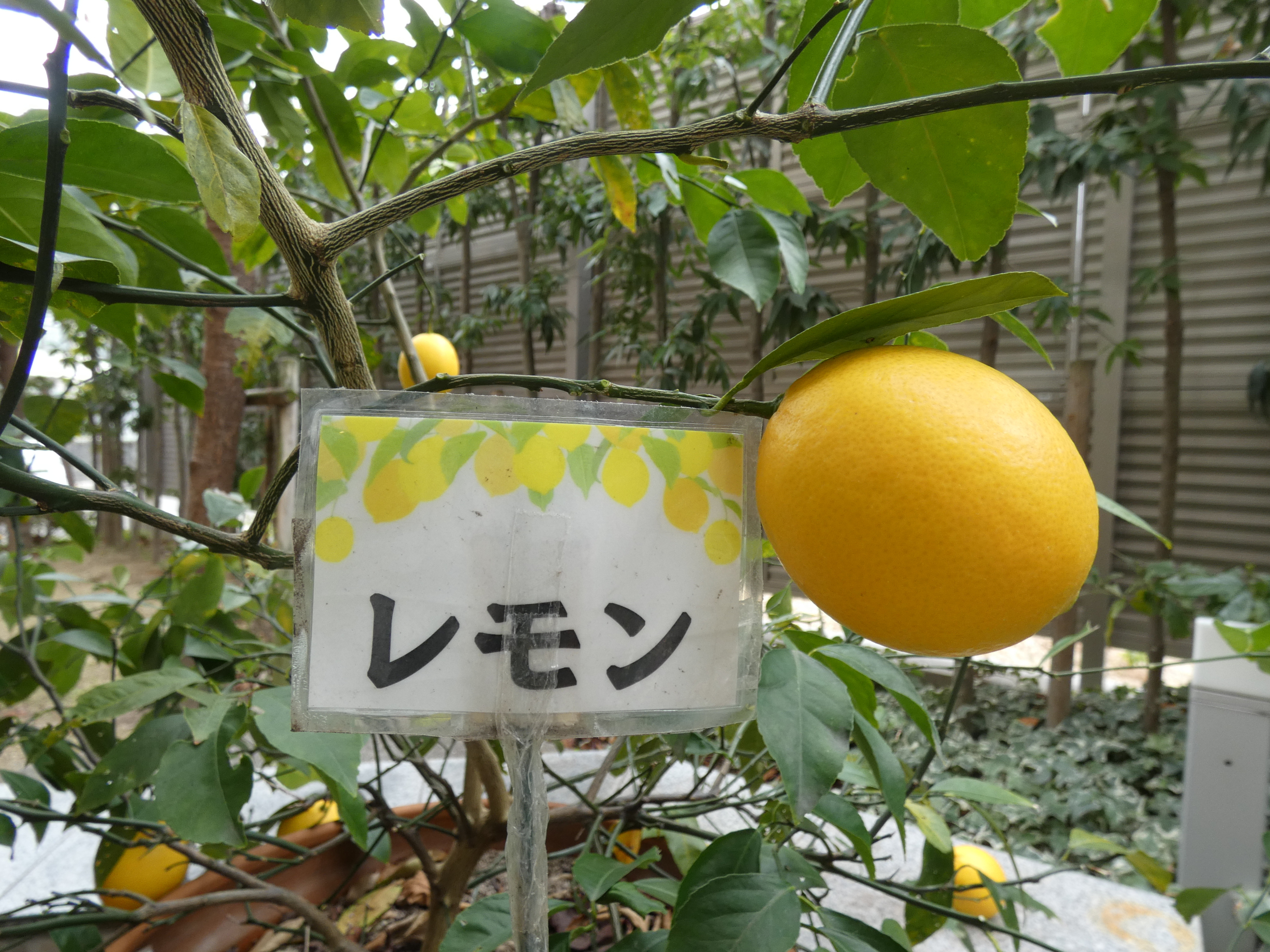 ニチイメゾン北豊島レモン3