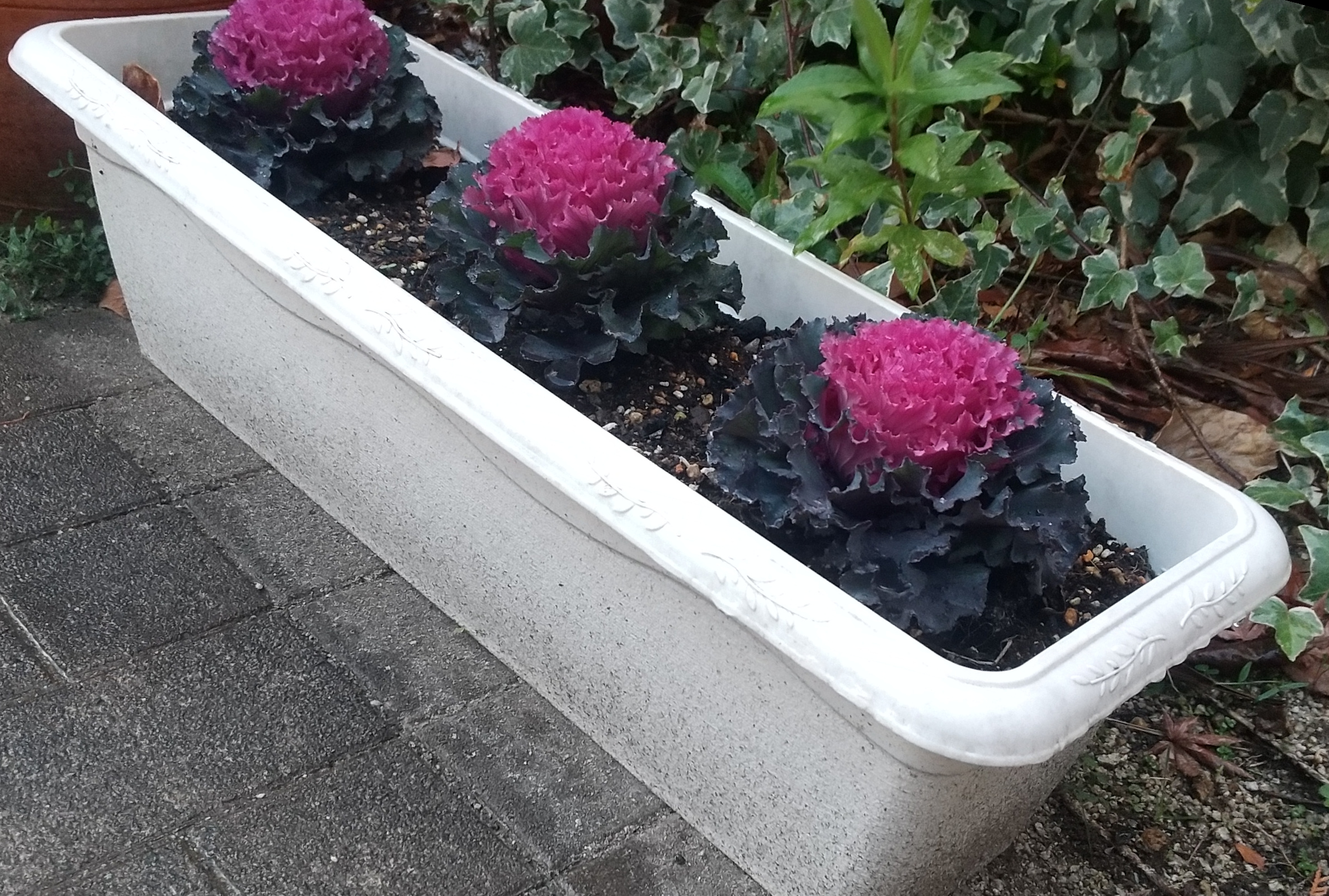 ニチイメゾン千里園プランター植え替え１