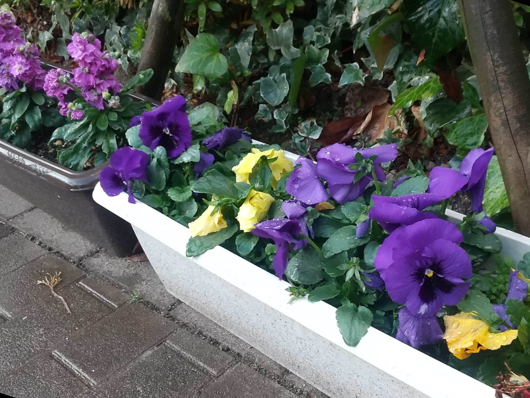 ニチイメゾン千里園プランター植え替え２