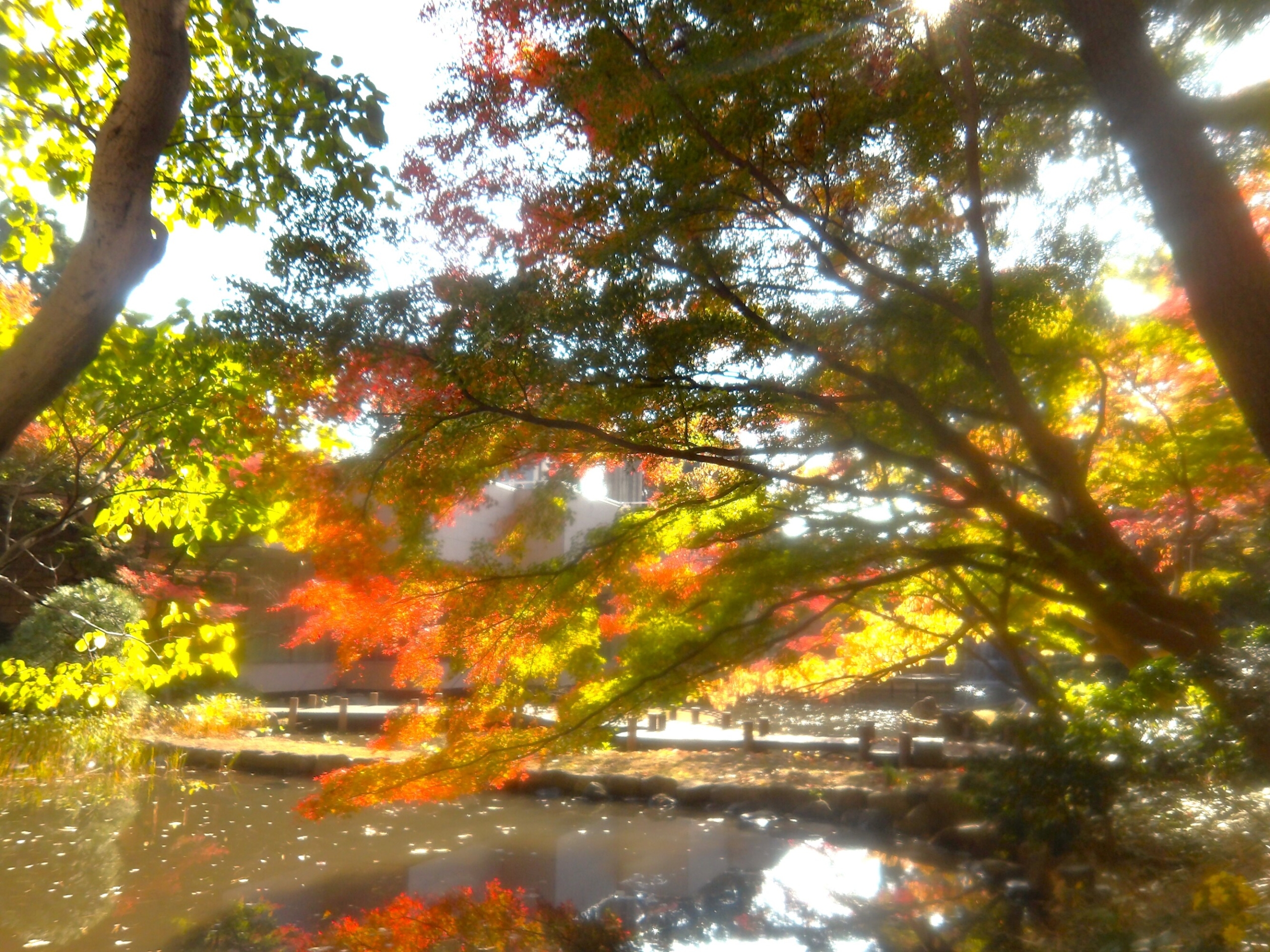 紅葉を見にお出掛け-2　ニチイホーム南大井