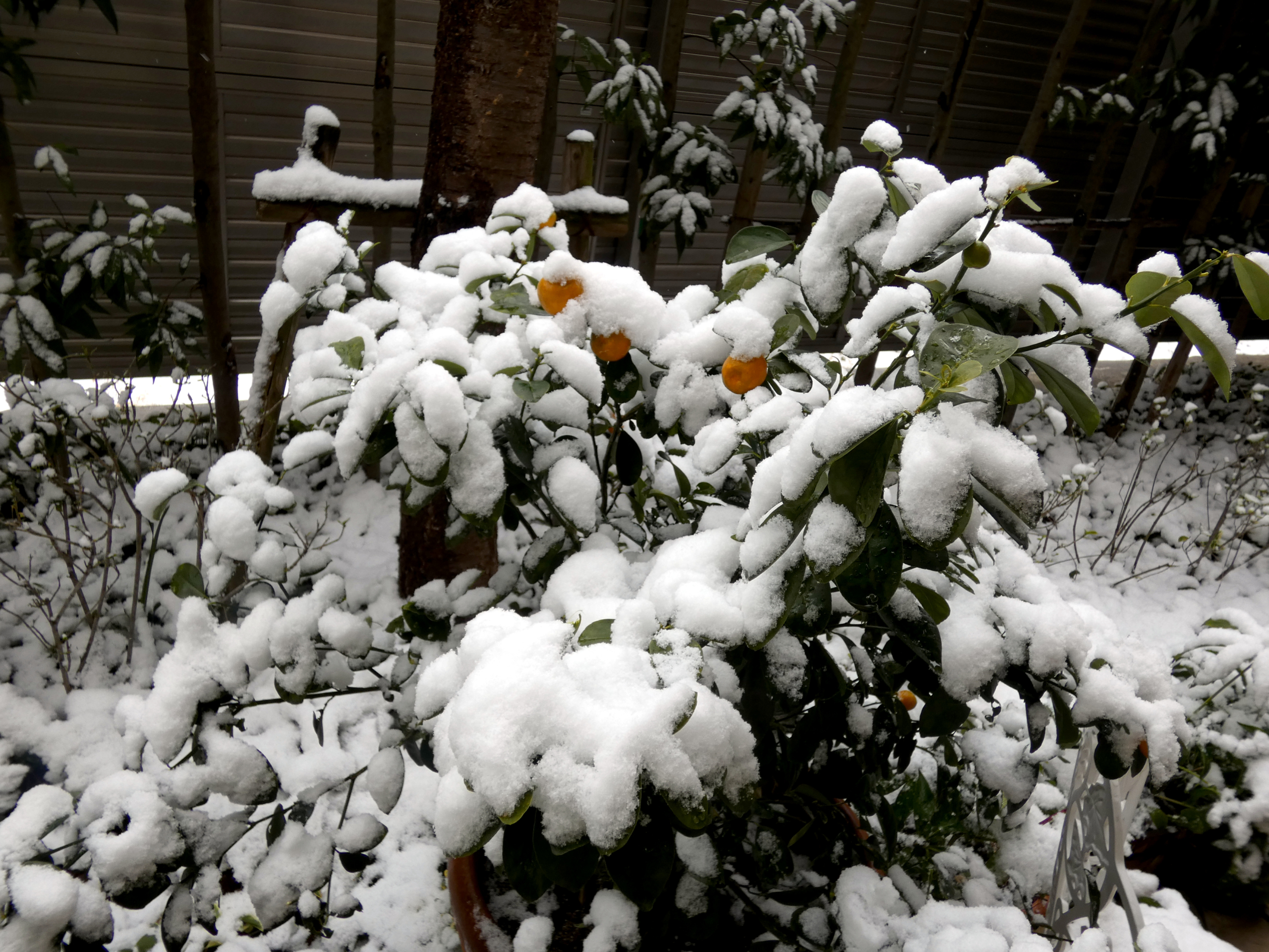 ニチイメゾン北豊島の雪景色２
