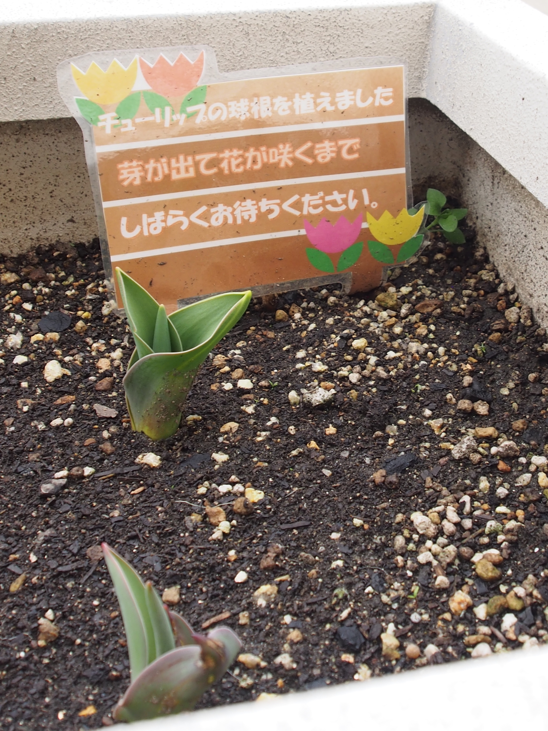 ニチイメゾン三和町の球根から芽2